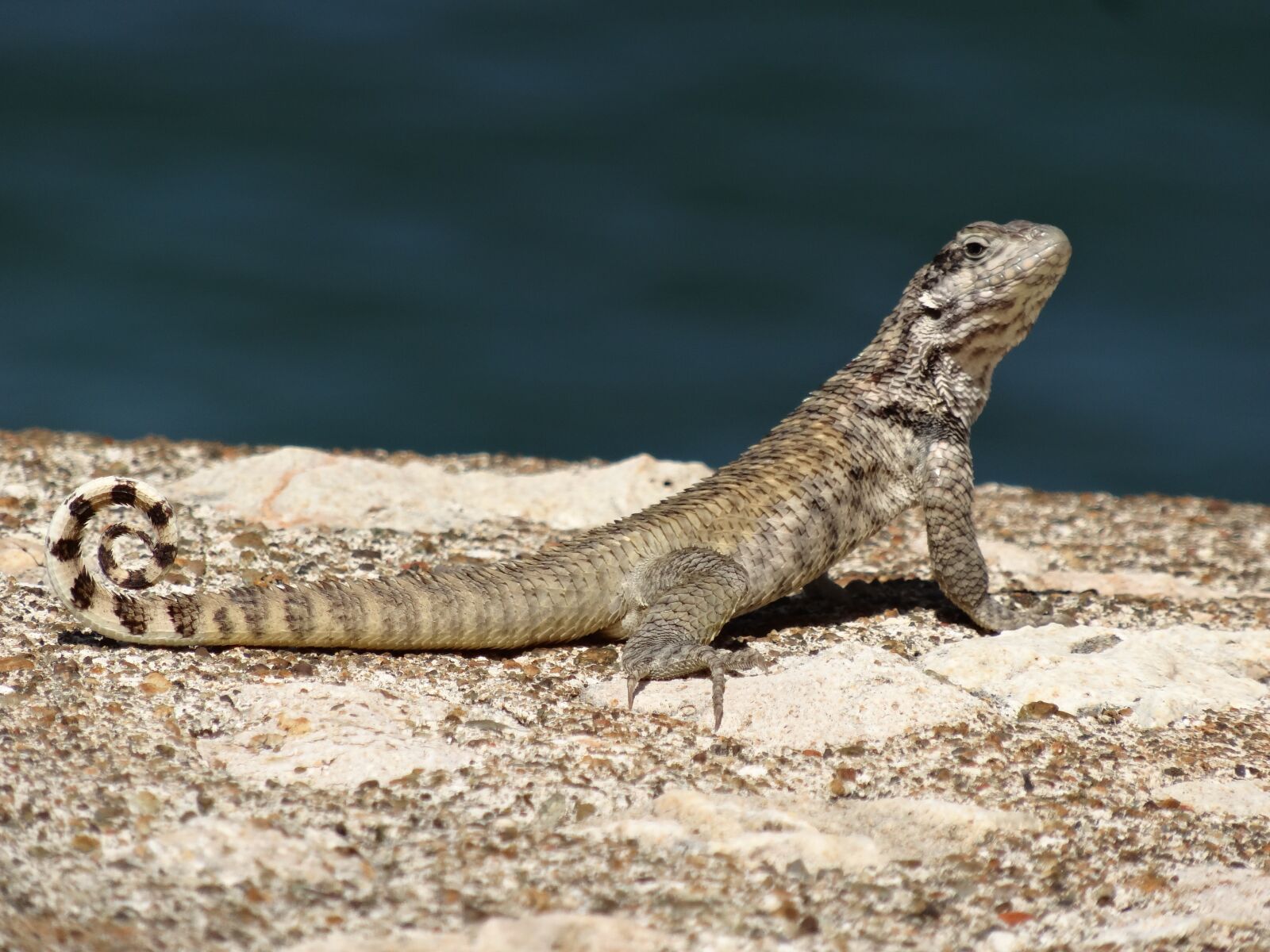 Sony Cyber-shot DSC-HX20V sample photo. Lizard, reptile, grey photography