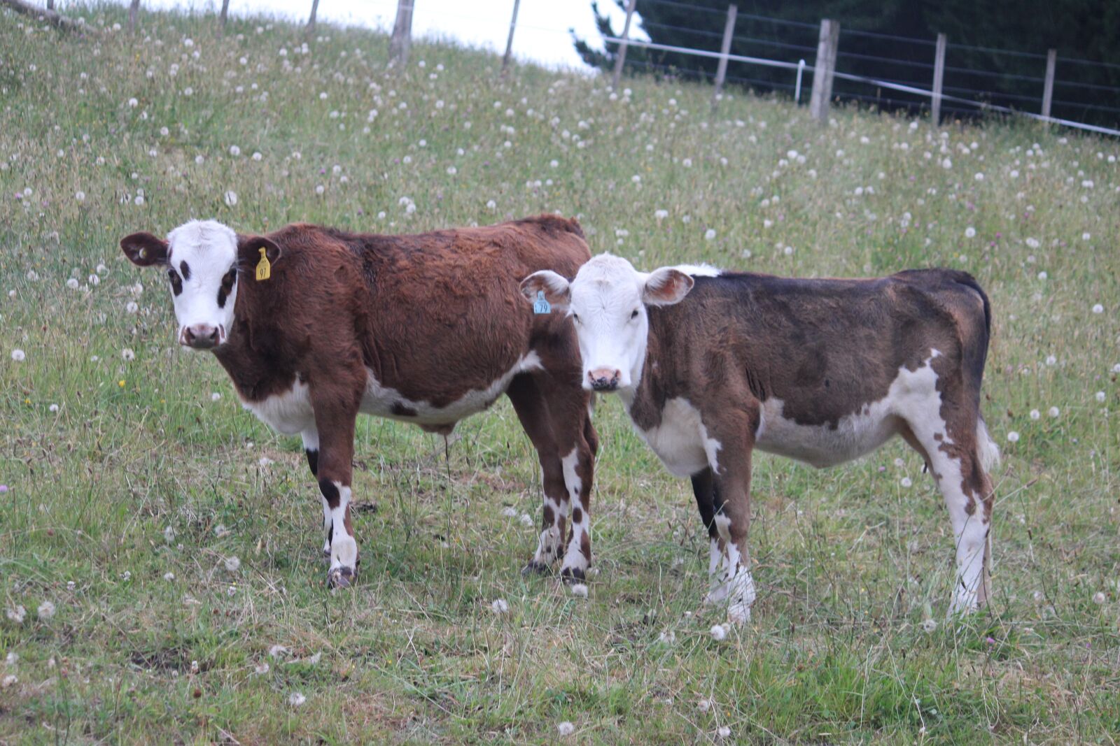 Canon EOS 550D (EOS Rebel T2i / EOS Kiss X4) sample photo. Cows, farm, rural photography