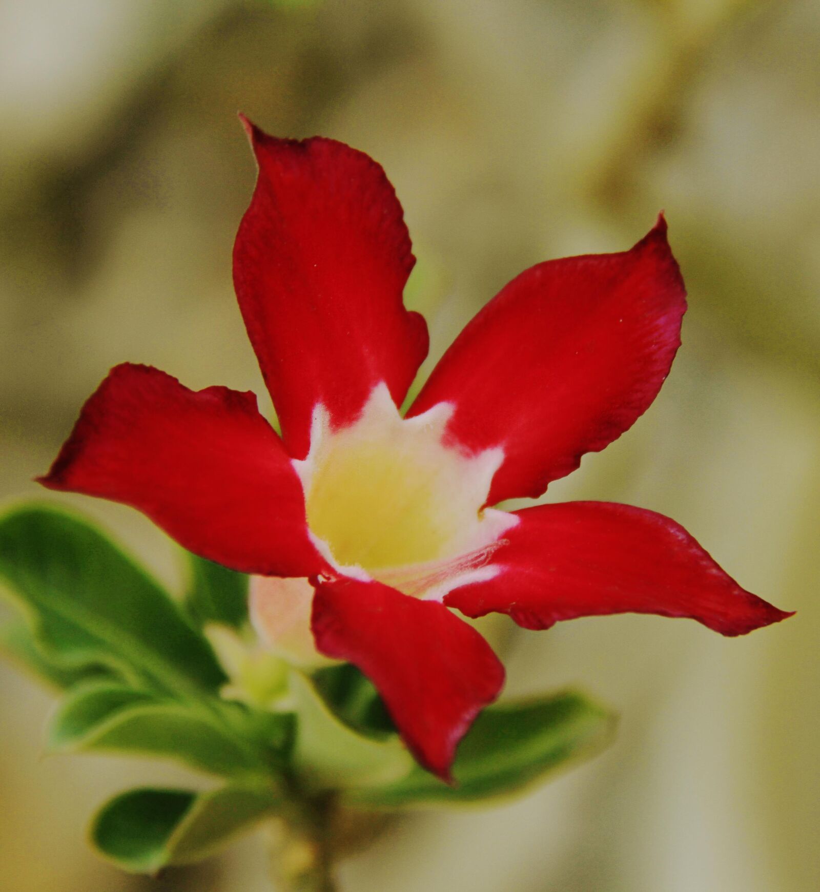 Canon EOS 7D sample photo. Flower, nature, flora photography