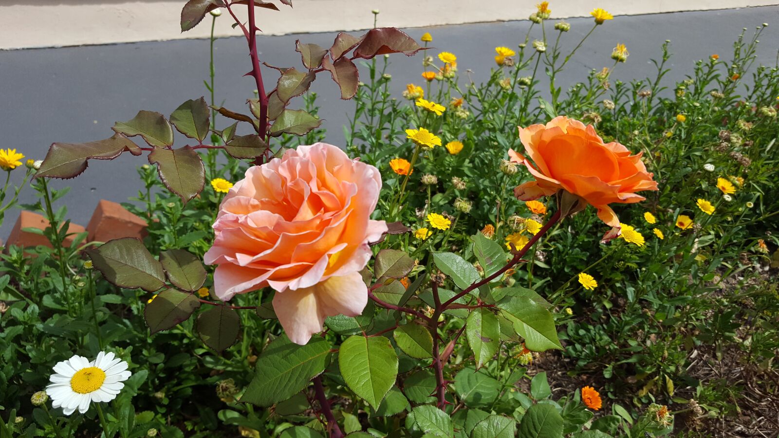 Samsung Galaxy S6 sample photo. Rosa, flower, flowers oranges photography