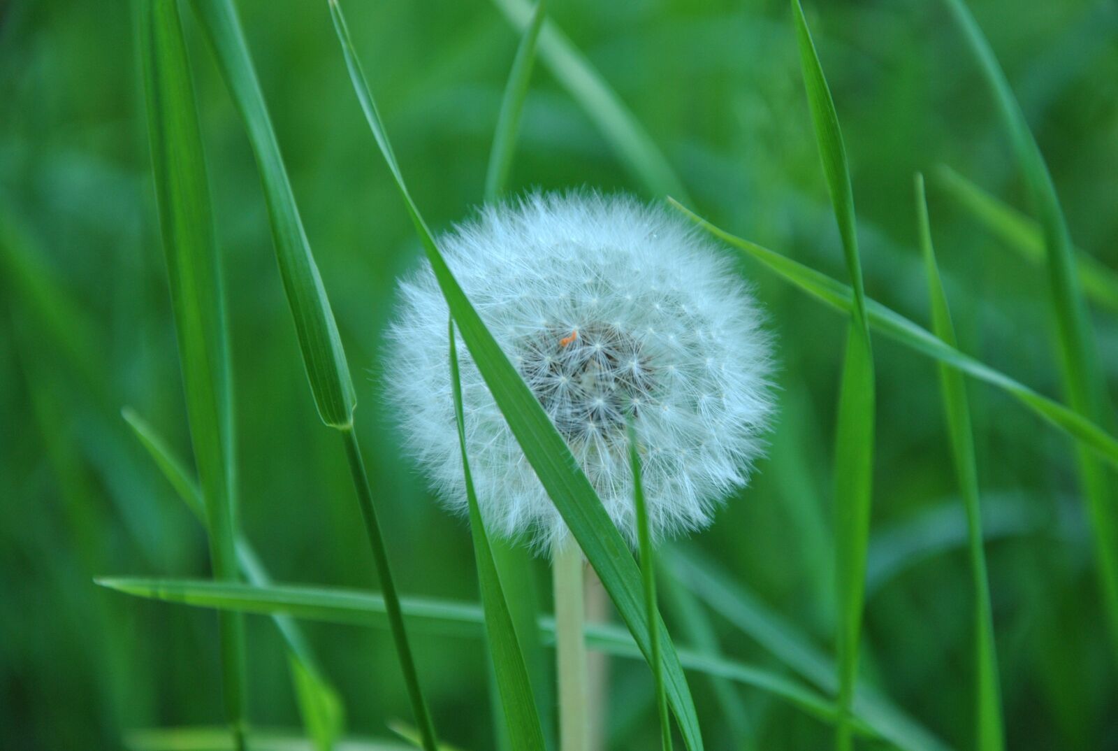 Nikon D3000 sample photo. Dandelion, grass, spring photography