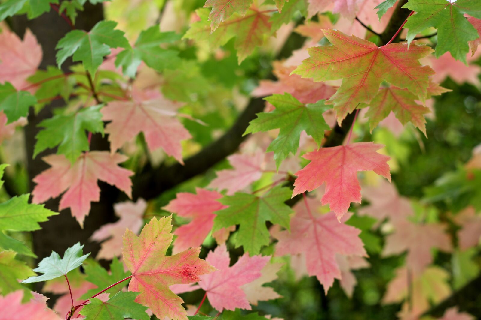 Canon EOS 550D (EOS Rebel T2i / EOS Kiss X4) sample photo. Acer, leaves, colour photography
