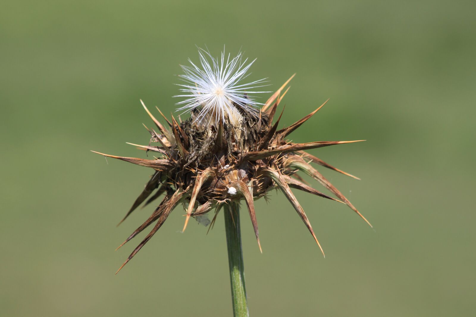 Canon EOS 500D (EOS Rebel T1i / EOS Kiss X3) sample photo. Dea, thistle, plant photography