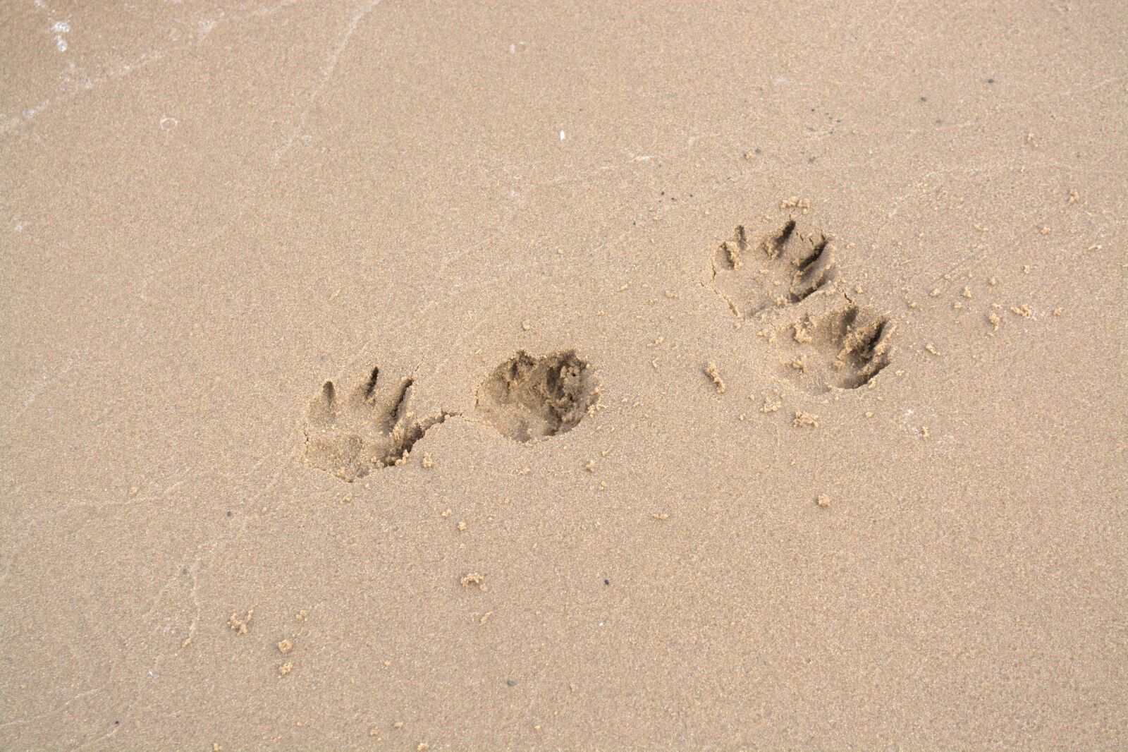 Nikon D5200 sample photo. Dog paw, traces, paw photography