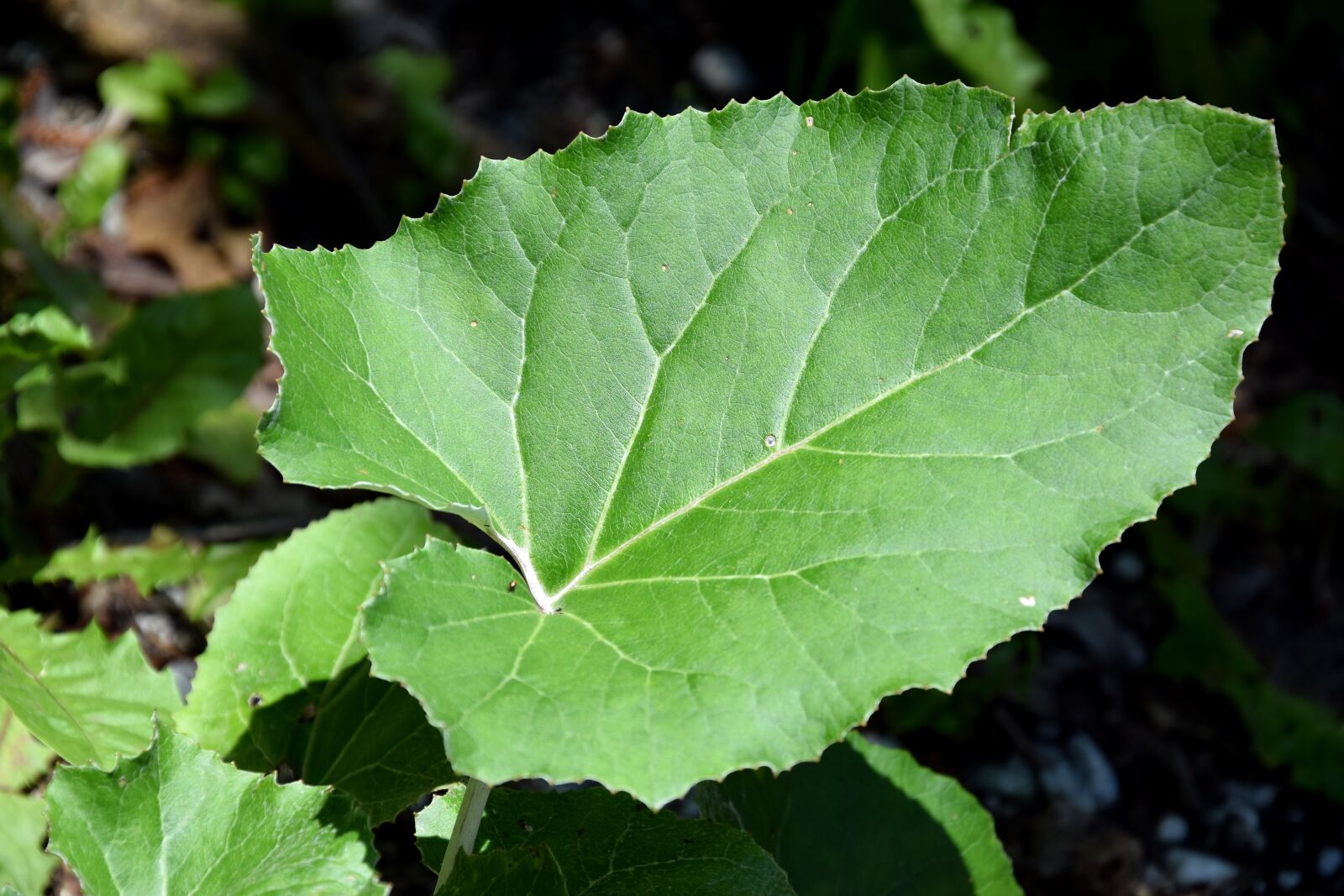 Nikon D5300 sample photo. Big leaf, leaf, forest photography
