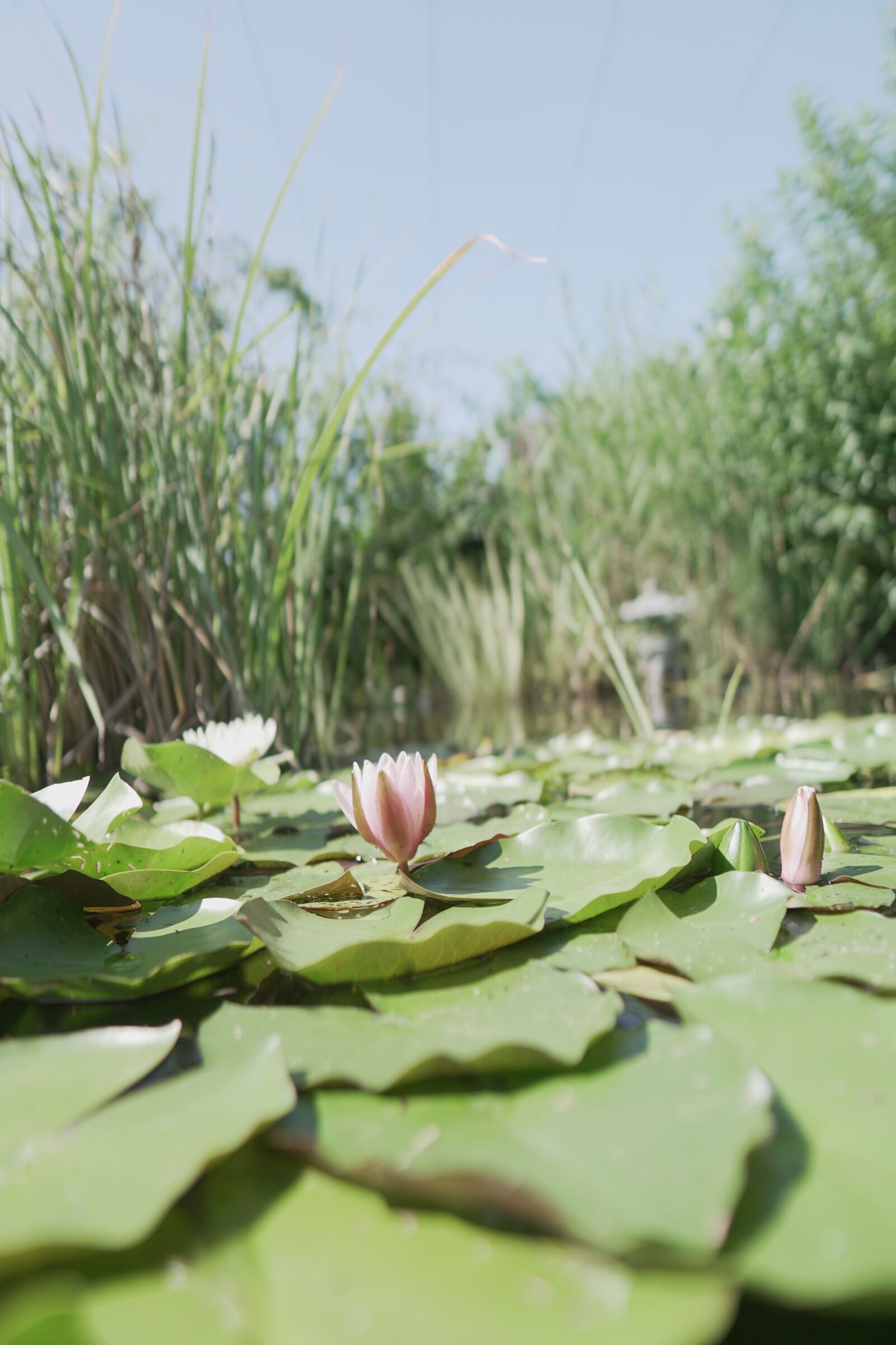 Sigma 16mm F1.4 DC DN | C sample photo. Water lily, pond, flower photography