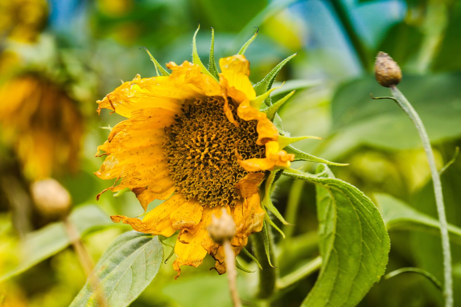 Canon EF 100mm F2.8L Macro IS USM sample photo. Sunflower, flower, summer photography