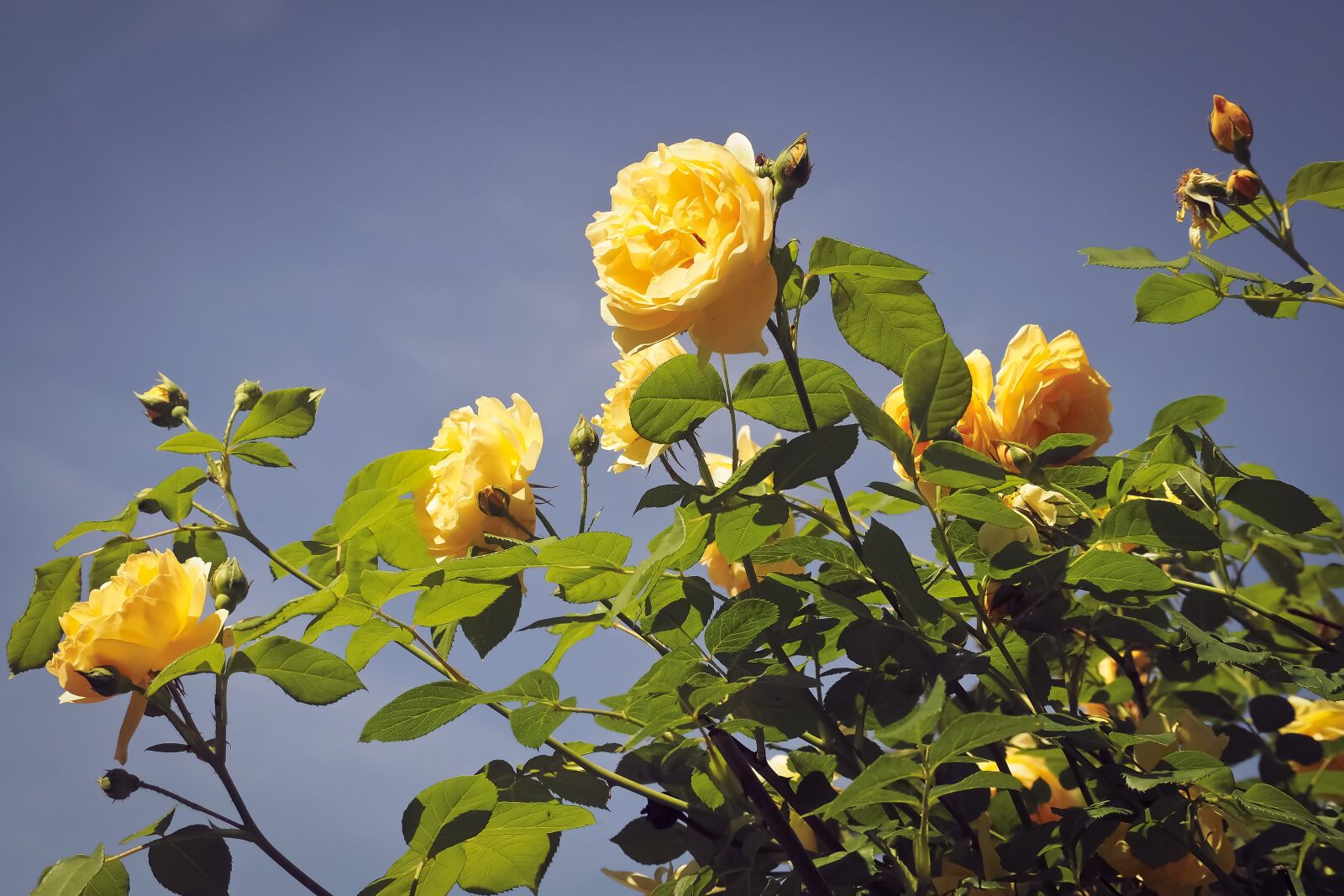 Olympus OM-D E-M10 sample photo. Rose, flower, blossom photography