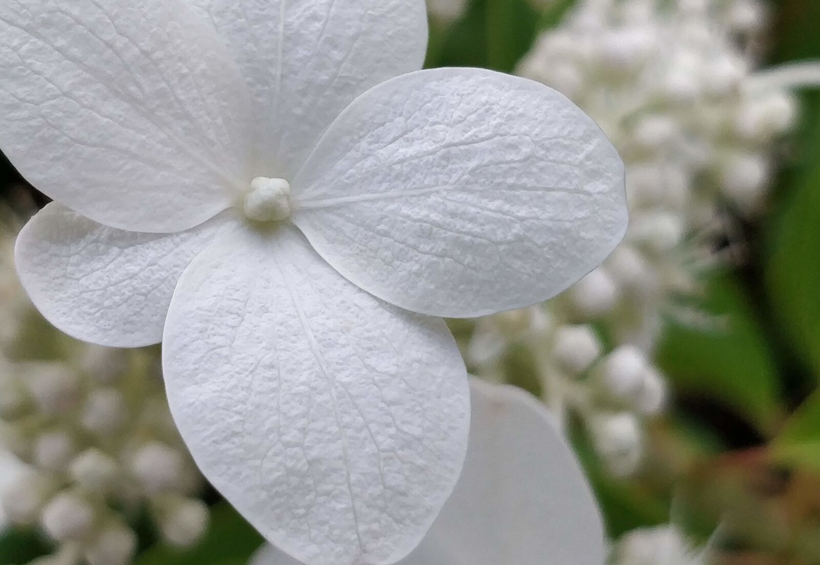 OnePlus 5 sample photo. Blossom, bloom, white photography