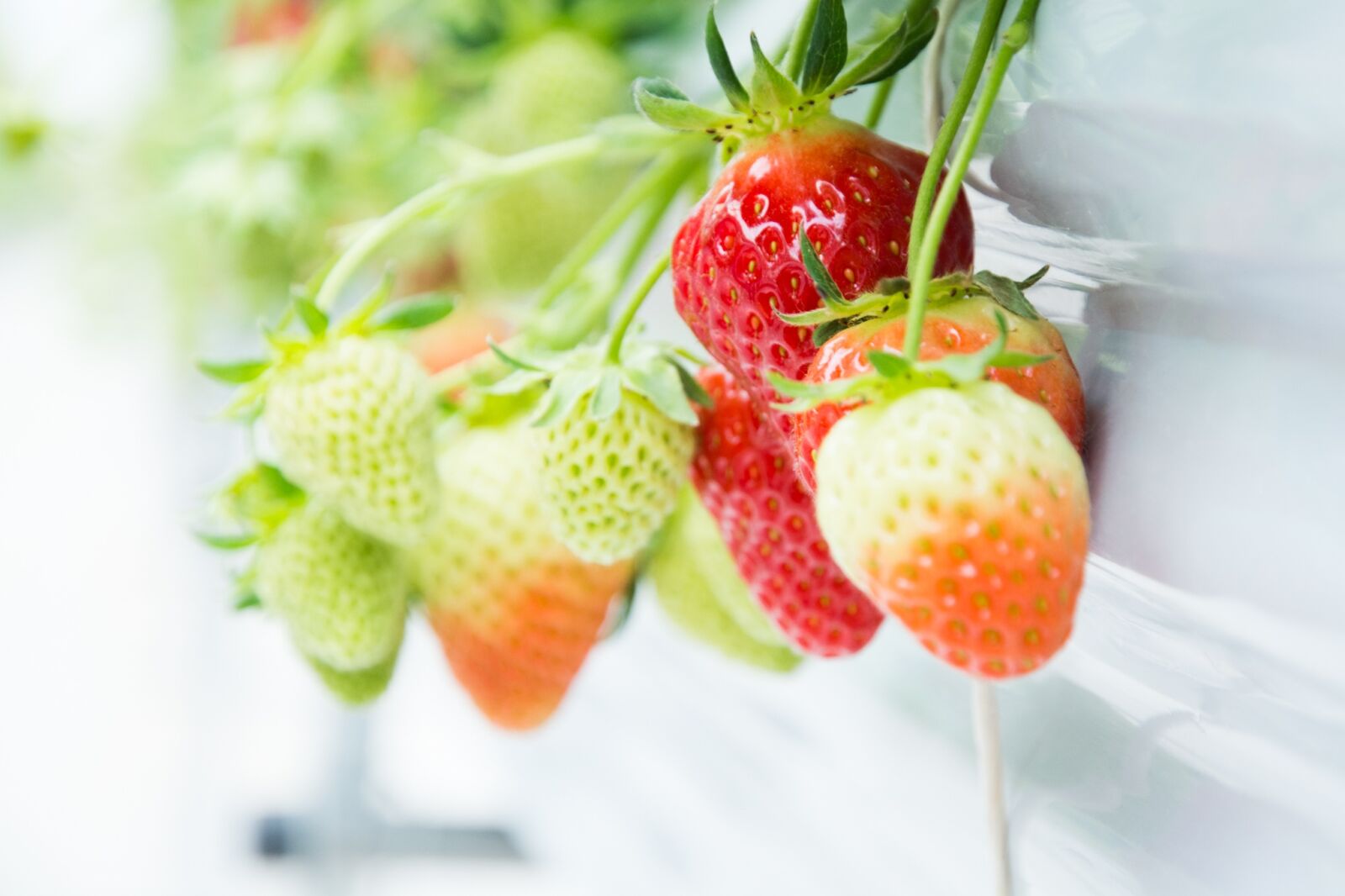 Nikon D7100 sample photo. Strawberry, red, green photography