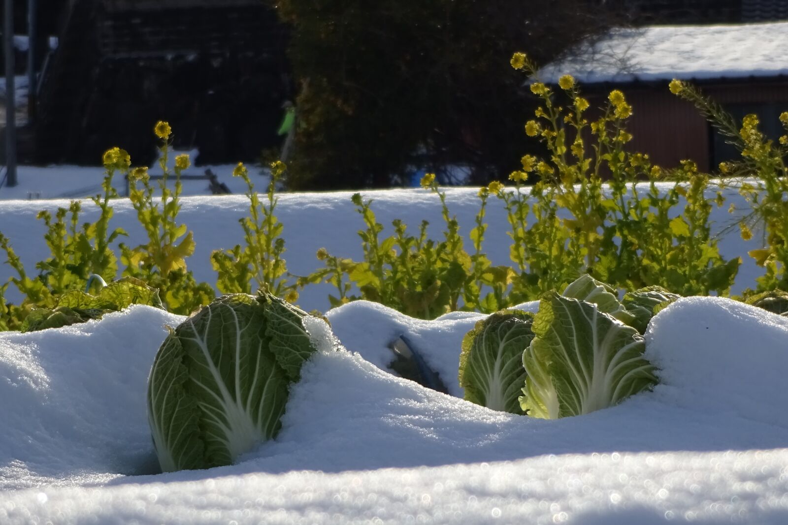 Sony Cyber-shot DSC-WX220 sample photo. Vegetables, chinese cabbage, rape photography