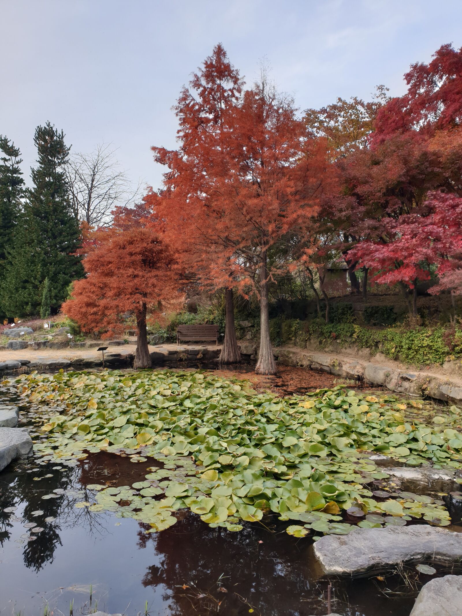 Samsung Galaxy Note9 sample photo. Scenery, mountain, autumn leaves photography