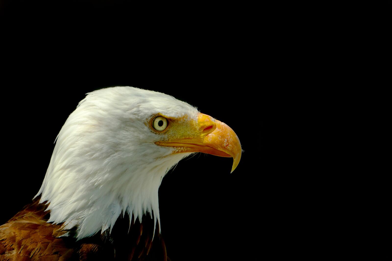 Sony Cyber-shot DSC-RX10 III sample photo. Bird, adler, bald eagle photography