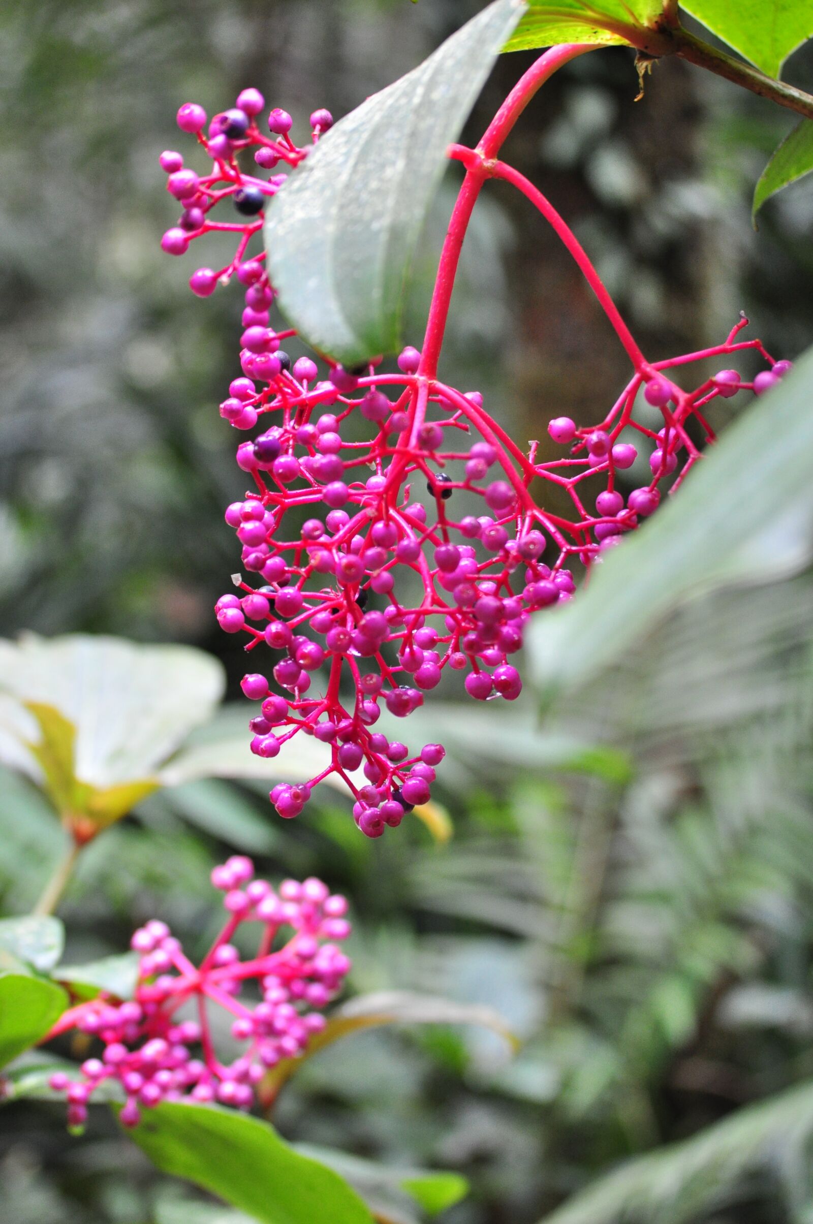 Nikon D5000 sample photo. Flower, berries, plants photography