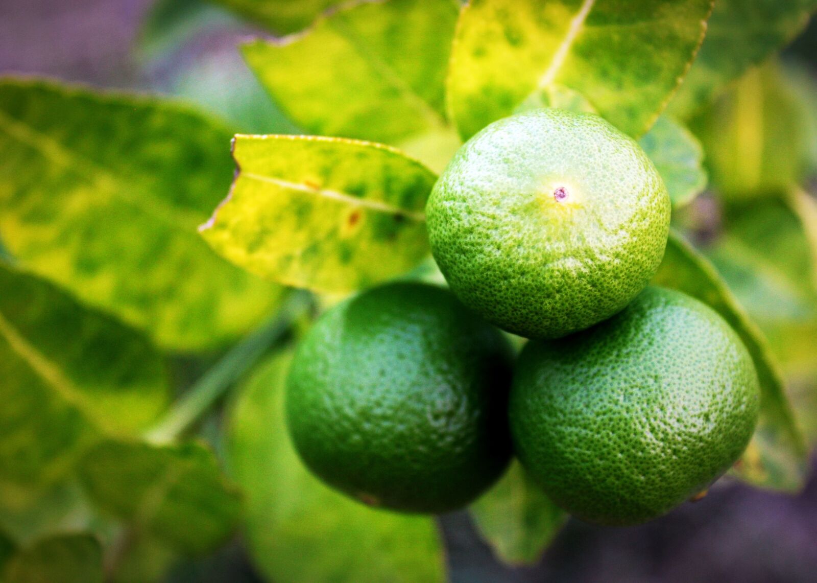Canon EOS 650D (EOS Rebel T4i / EOS Kiss X6i) sample photo. Lime, lemon, slice photography