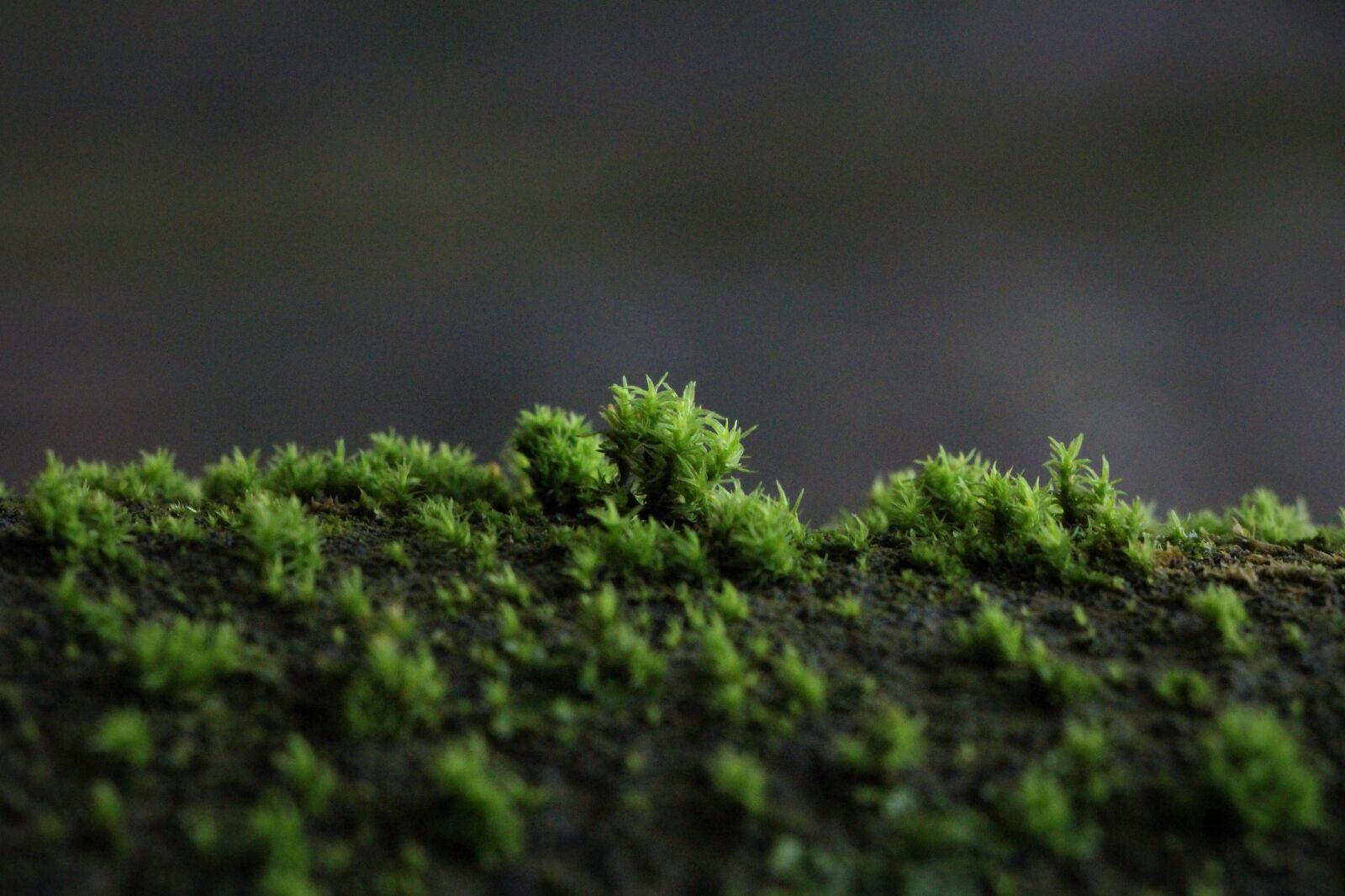 Canon EOS 700D (EOS Rebel T5i / EOS Kiss X7i) sample photo. Growth, leaf, nature photography