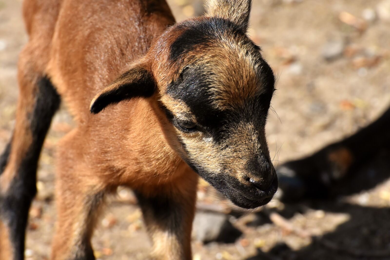 Nikon D7200 sample photo. Sheep, reborn, young animal photography