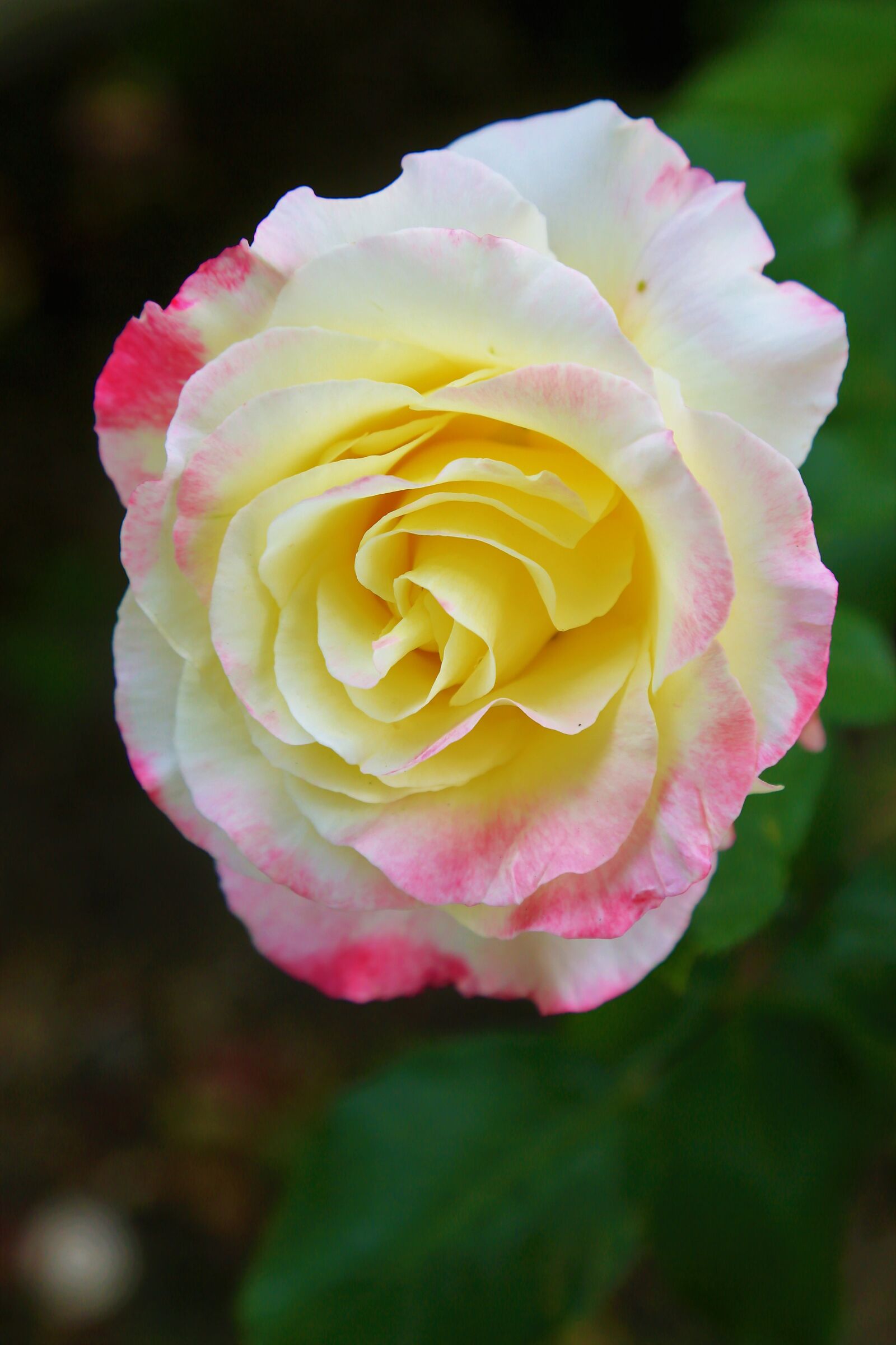 Canon EOS 5D Mark III sample photo. Rose, spring, beautiful photography