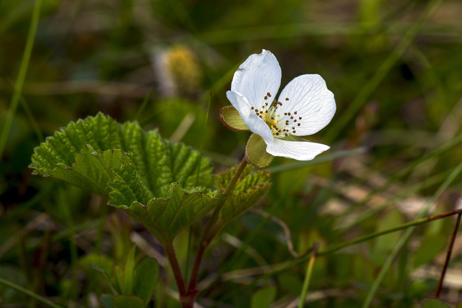 Canon EOS 7D + Canon EF 100mm F2.8 Macro USM sample photo. The nature of the photography