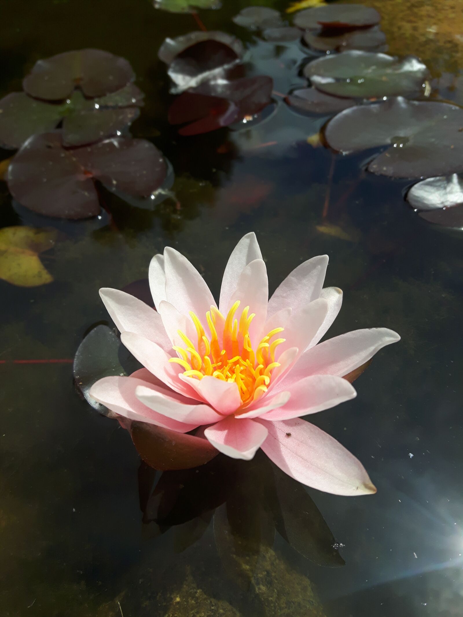 Samsung Galaxy S5 Neo sample photo. Water lily, blossom, bloom photography