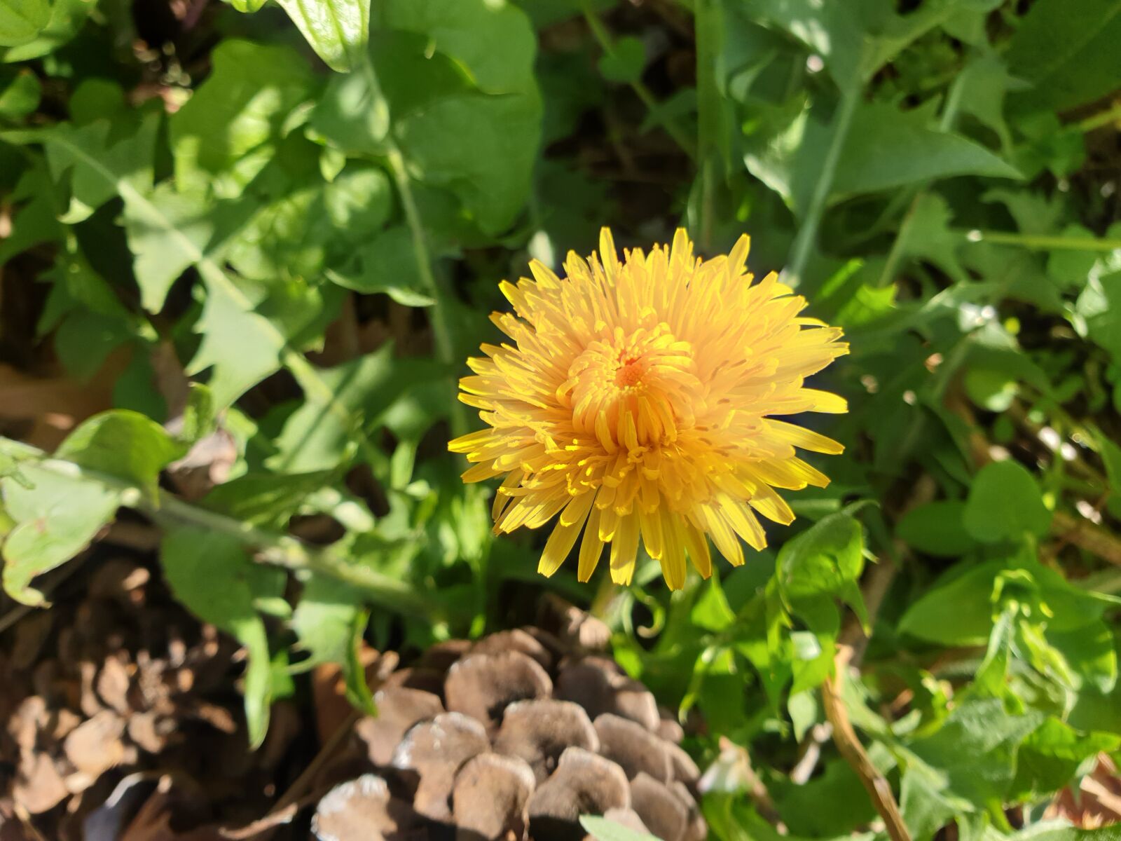 Samsung Galaxy S9+ sample photo. Dandelion, blossom, bloom photography