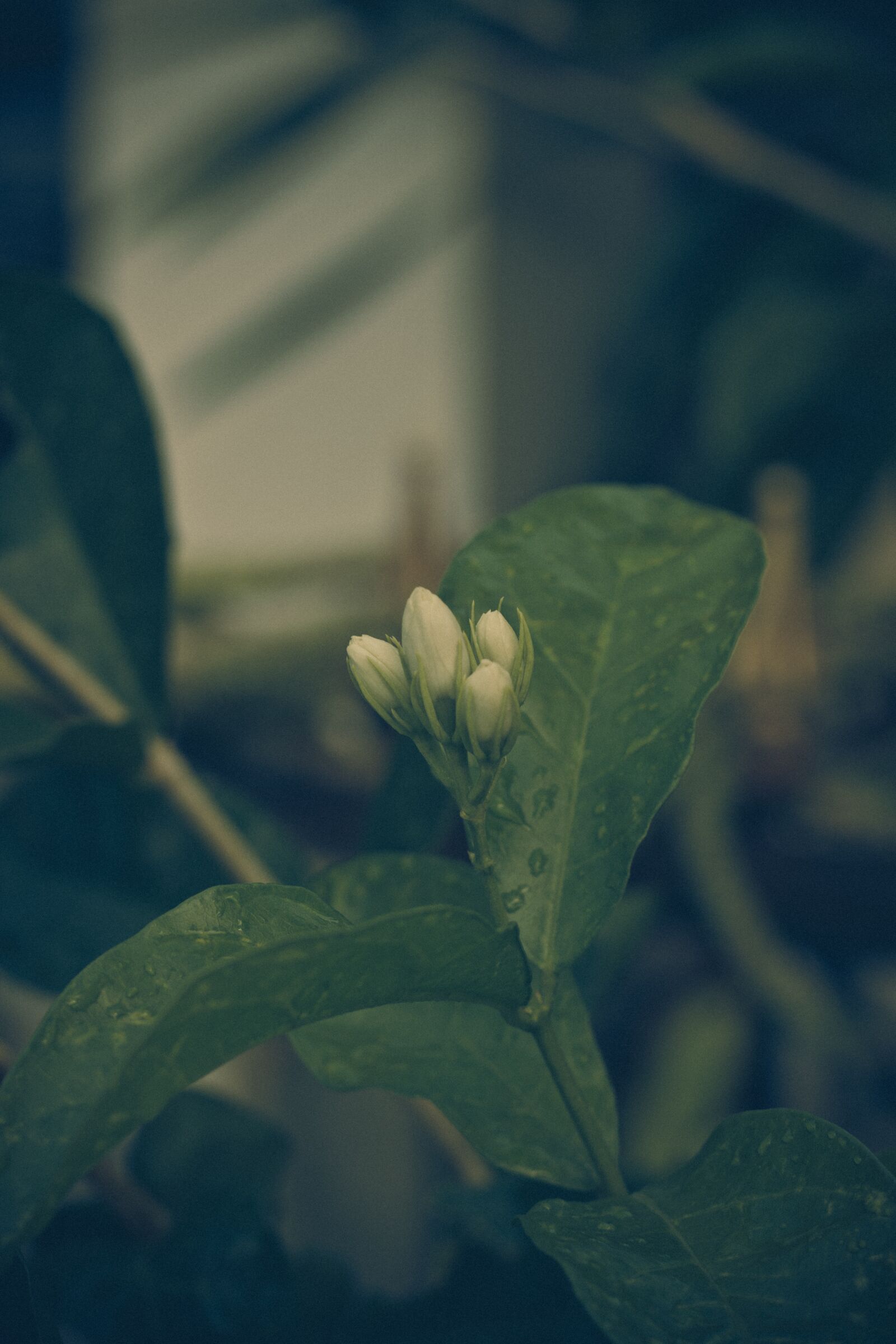 Canon EOS 700D (EOS Rebel T5i / EOS Kiss X7i) + Canon EF 50mm F1.8 STM sample photo. Jasmine, flowers, nature photography