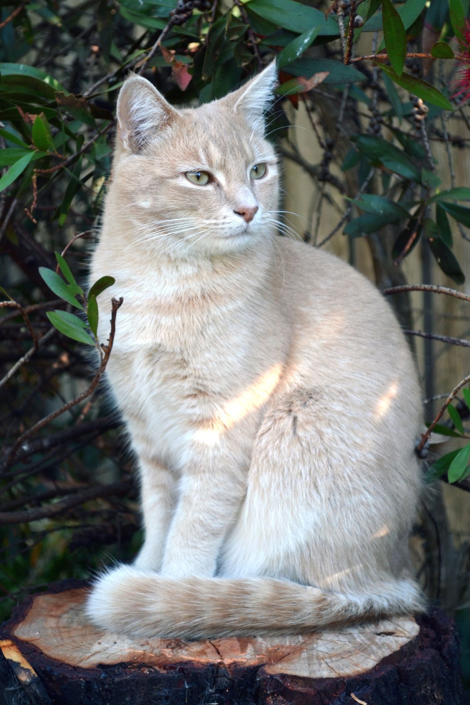 Nikon D3100 sample photo. Cat, animal, pet photography