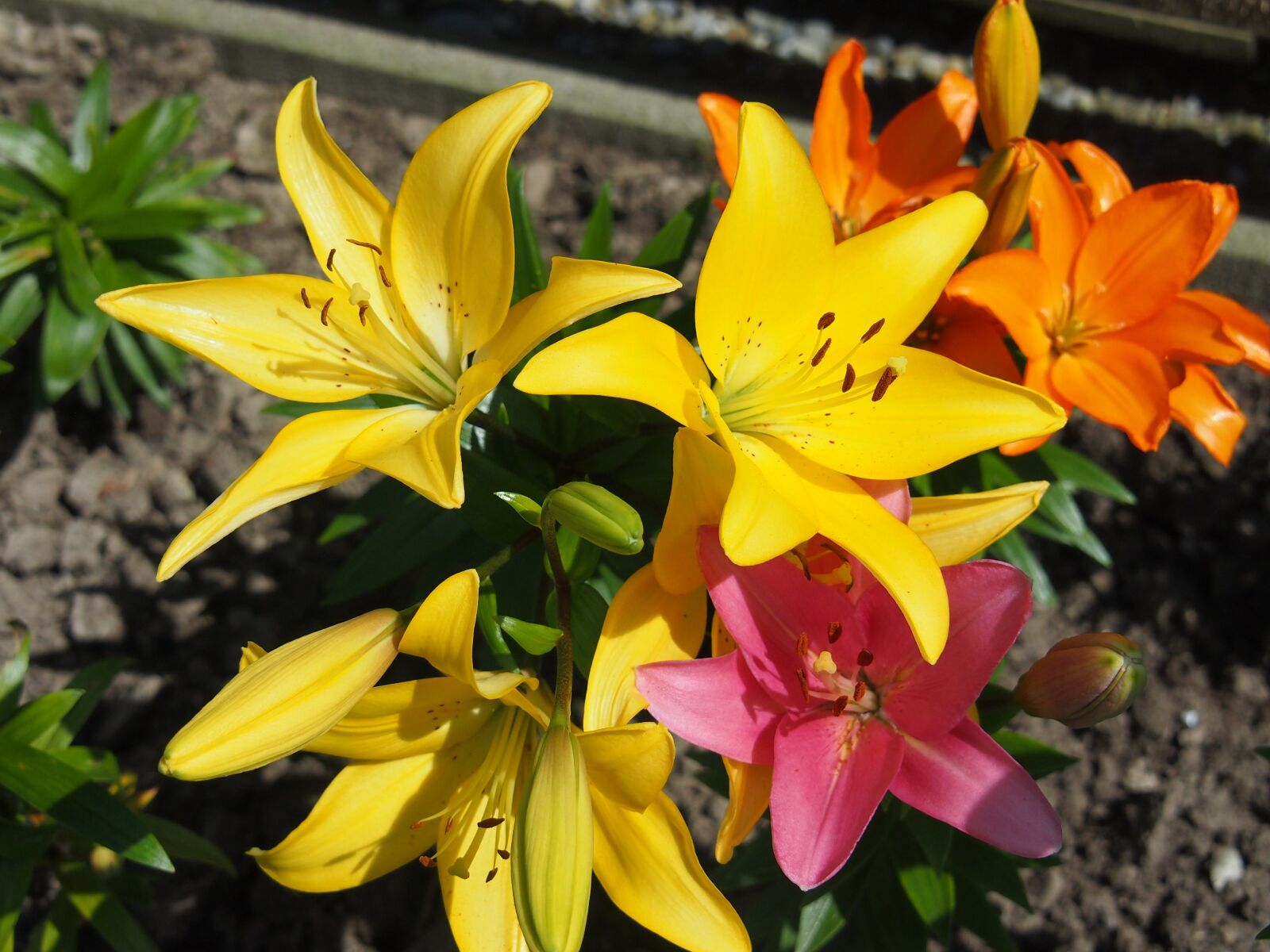 Olympus PEN E-PL3 sample photo. Garden, lilies, plant photography