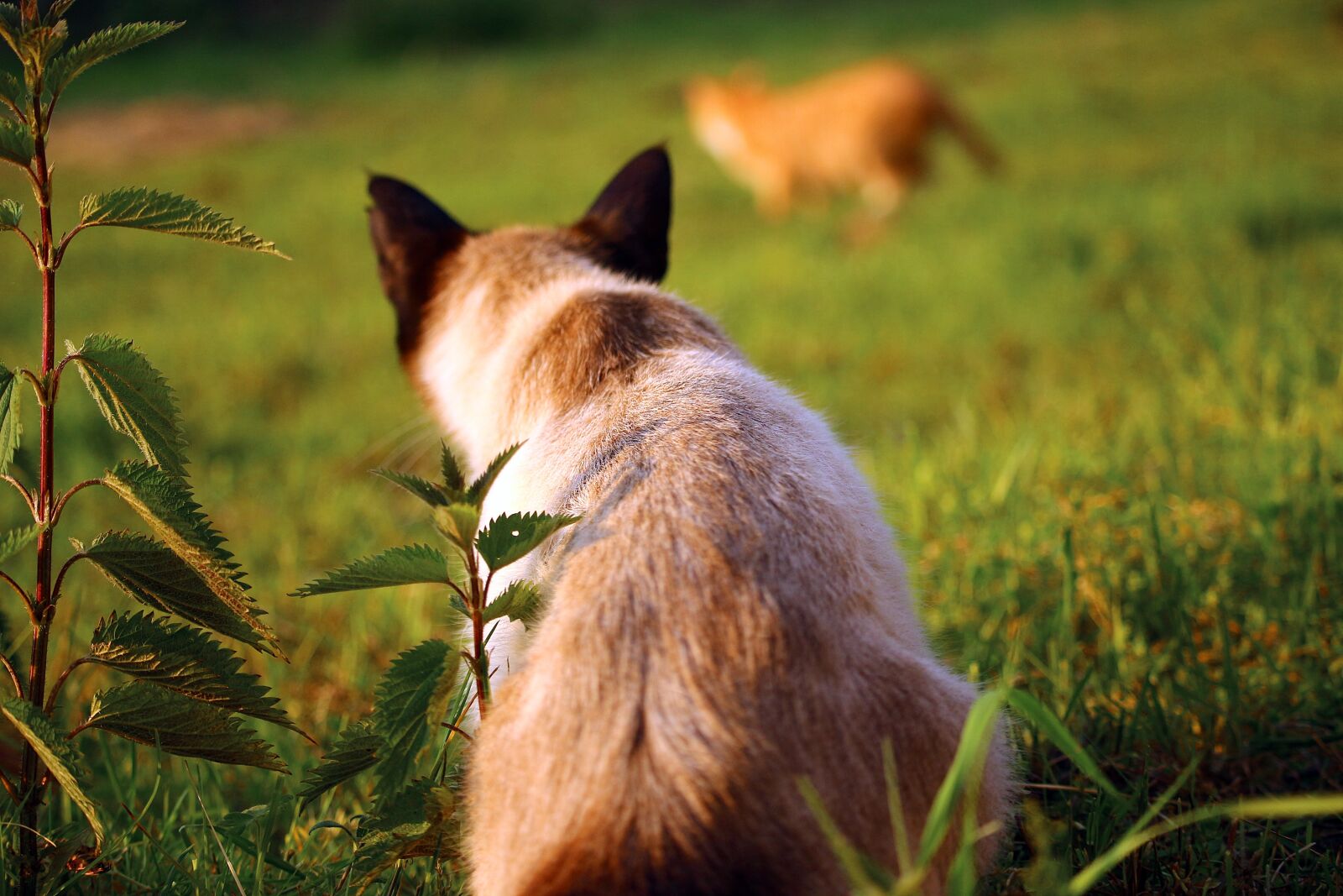 Canon EOS 100D (EOS Rebel SL1 / EOS Kiss X7) sample photo. Cat, kitten, mieze photography