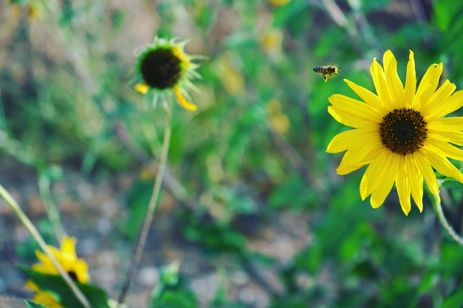 Sony a7 II + Sony FE 28-70mm F3.5-5.6 OSS sample photo. Flower, honey, honeybee photography