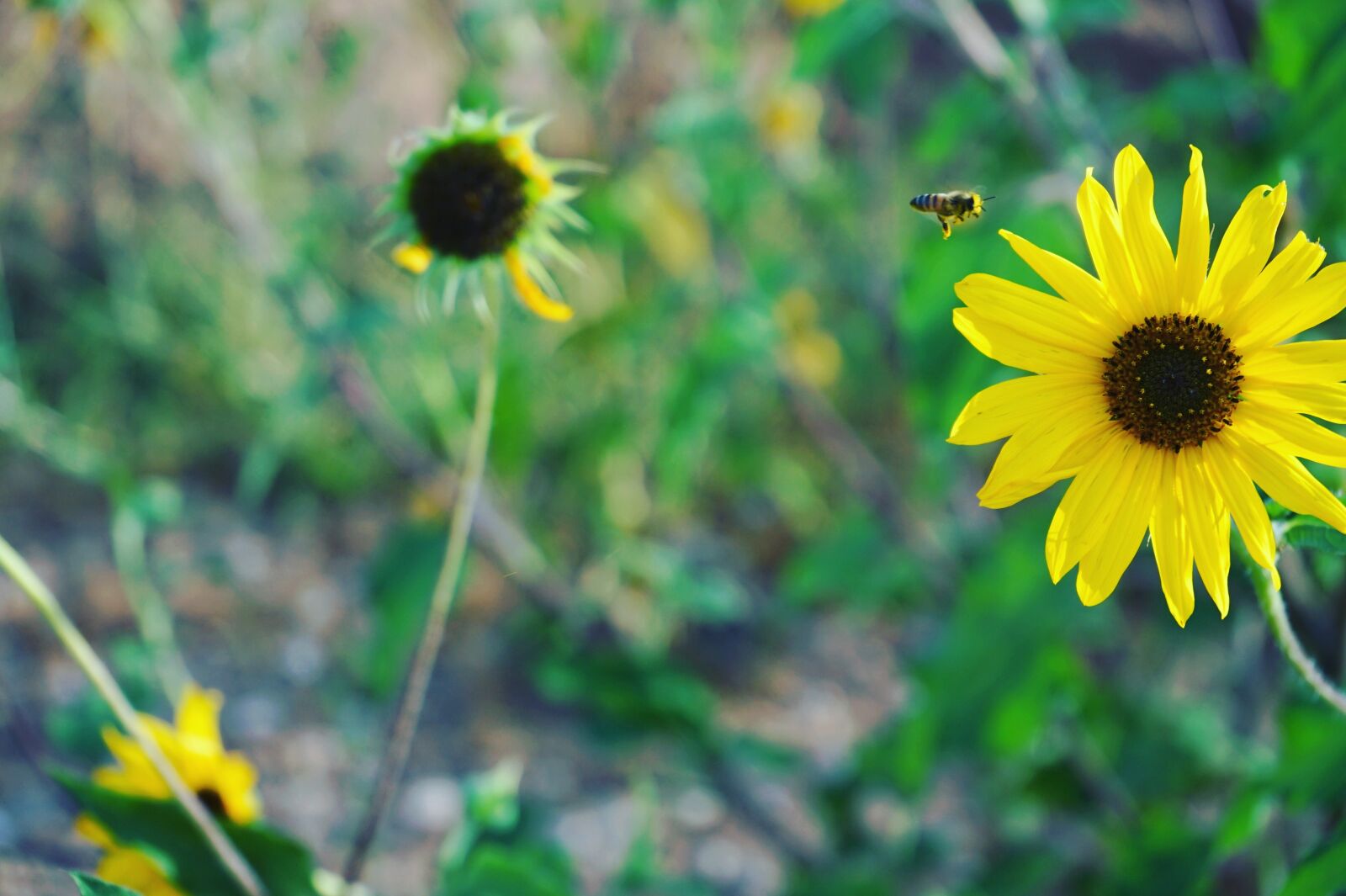 Sony a7 II sample photo. Flower, honey, honeybee photography