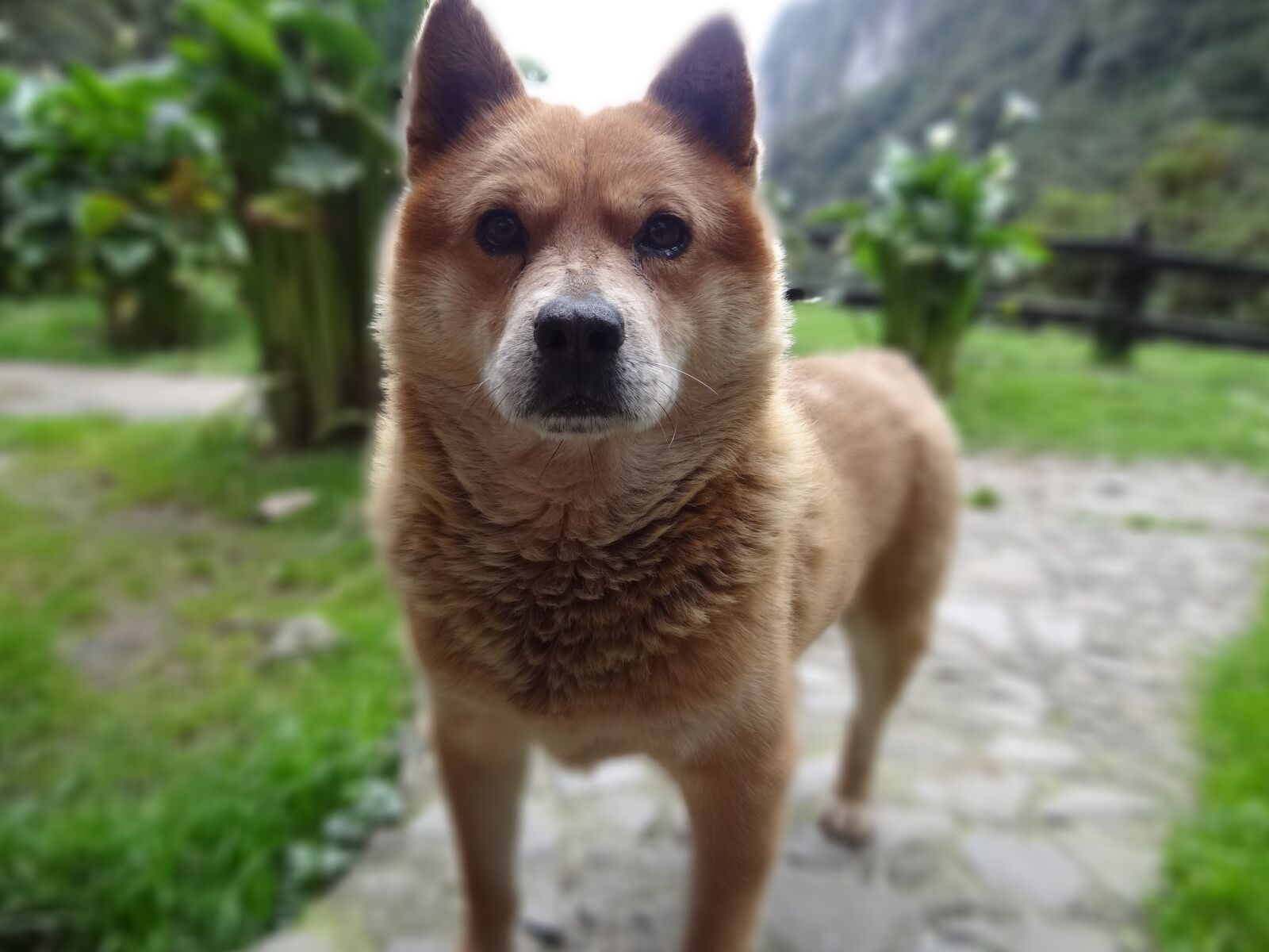 Sony Cyber-shot DSC-HX100V sample photo. Animals, nature, dog photography