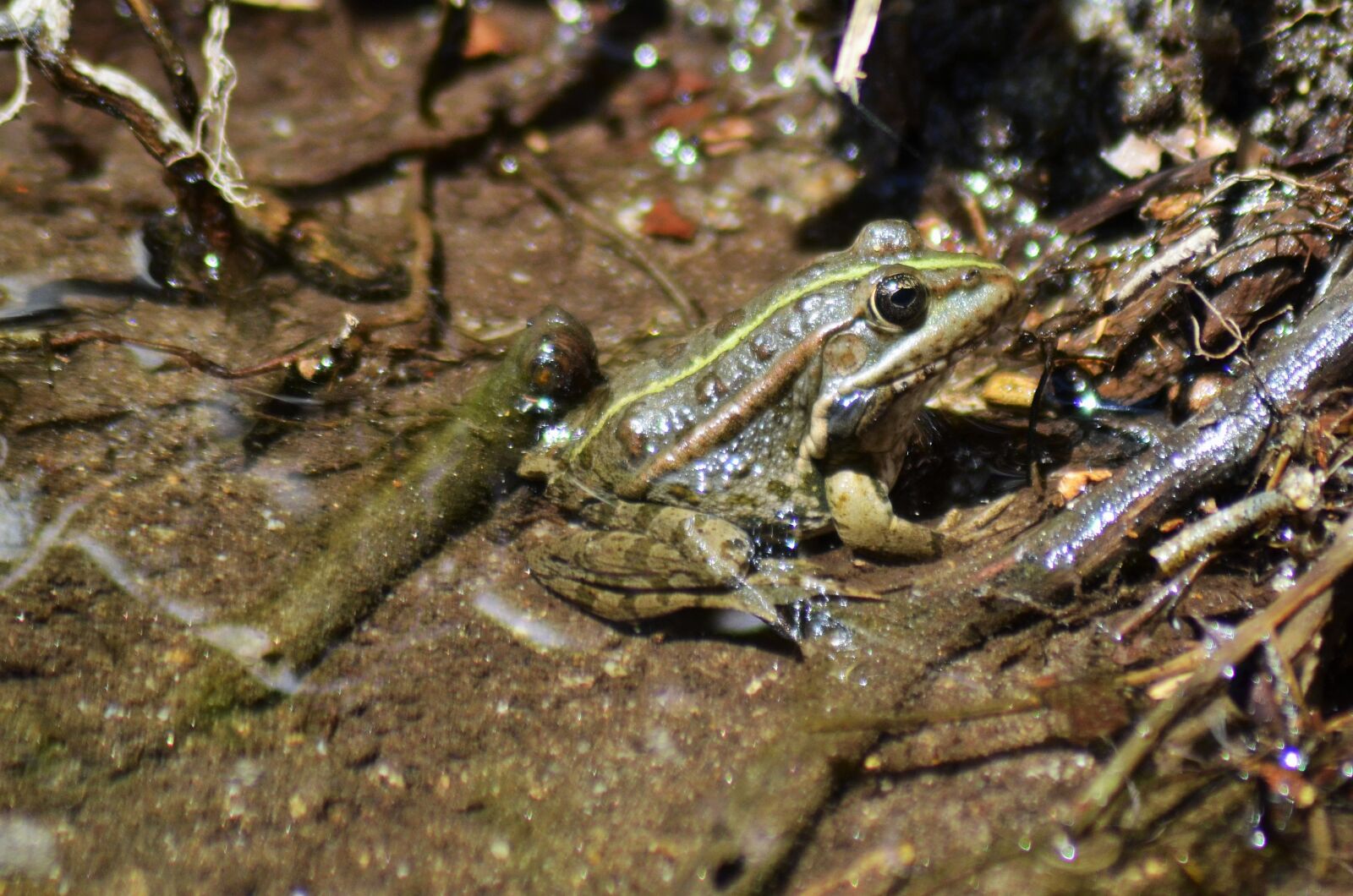 Nikon D5100 sample photo. Frog, gerardo, water photography