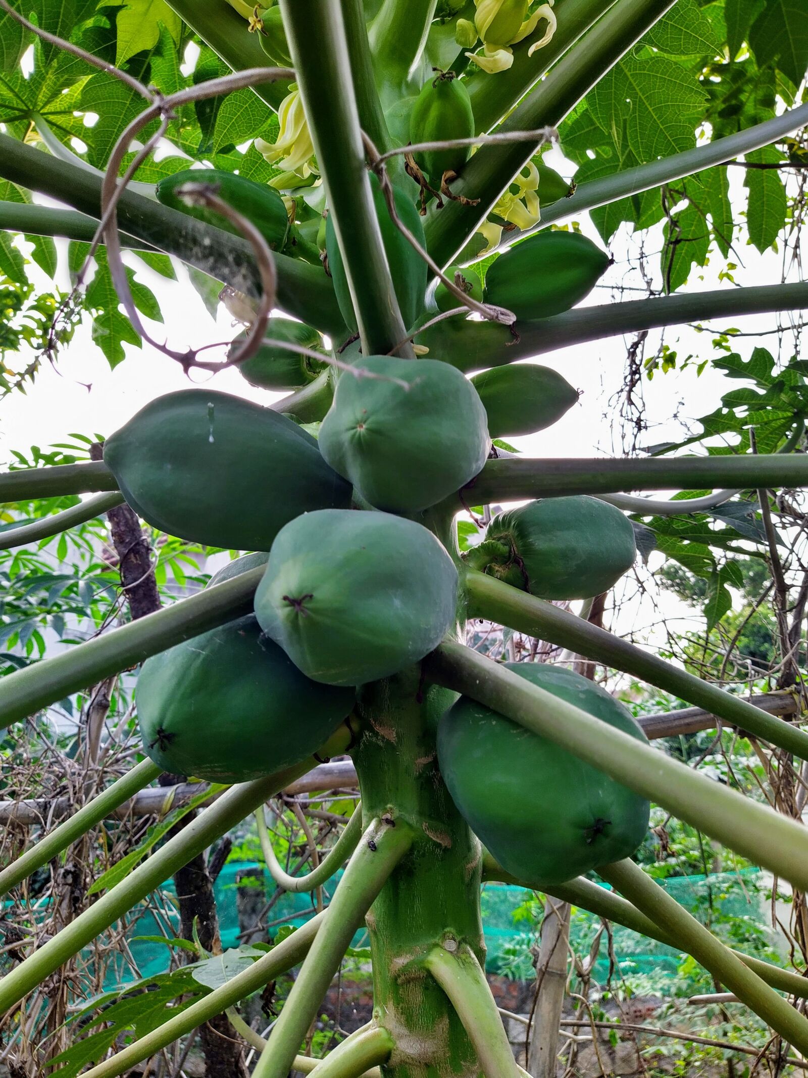 HMD Global Nokia 7.2 sample photo. Papaya, tree, plant photography
