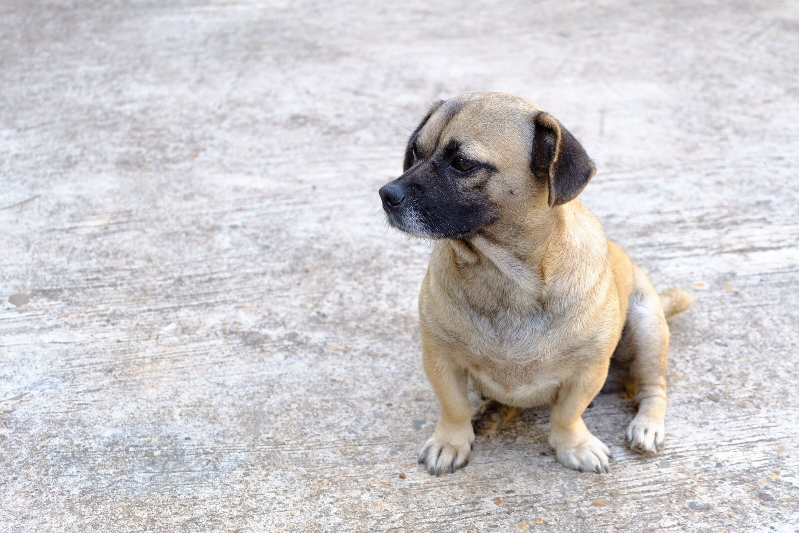 Fujifilm X-A2 + Fujifilm XC 16-50mm F3.5-5.6 OIS II sample photo. Dog, animal, pets photography