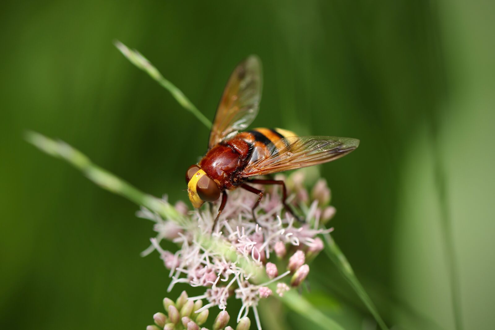 Canon EOS 800D (EOS Rebel T7i / EOS Kiss X9i) sample photo. Insect, hornet hover fly photography