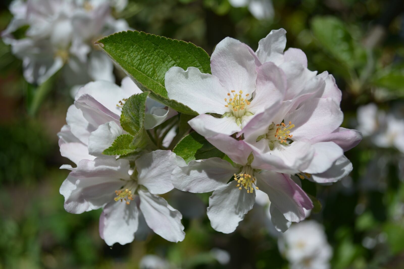 Nikon D5200 sample photo. Apple tree, apple blossom photography