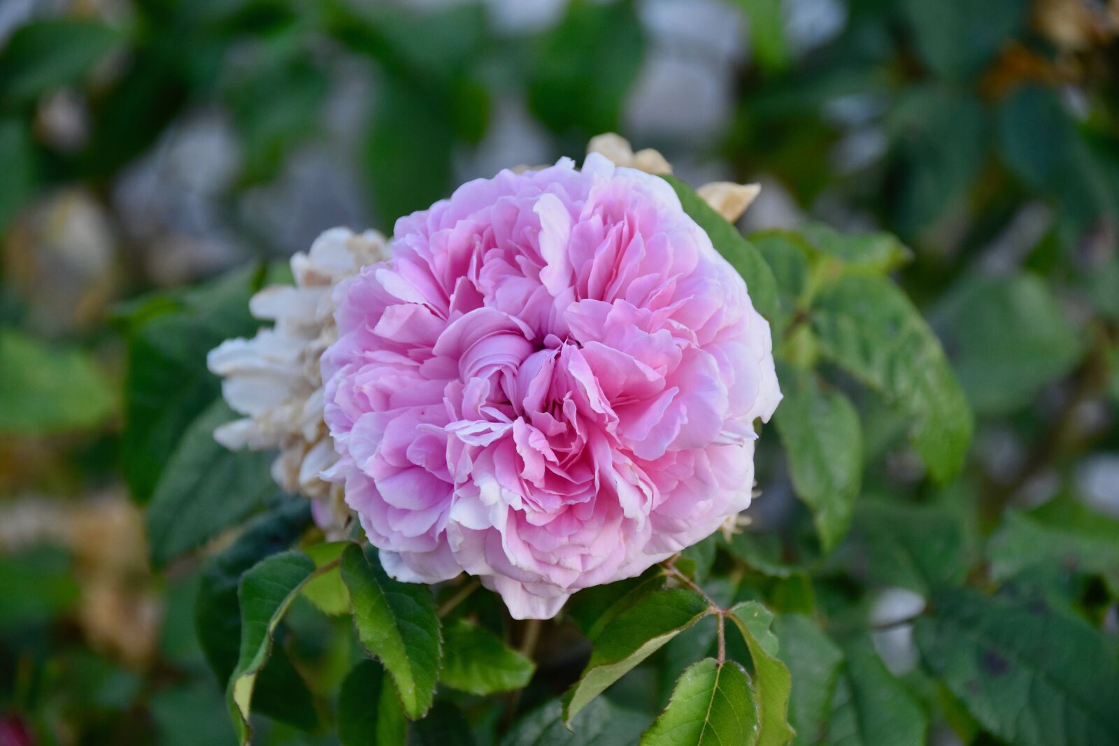 Nikon D5600 sample photo. Flower, pink, shrub photography