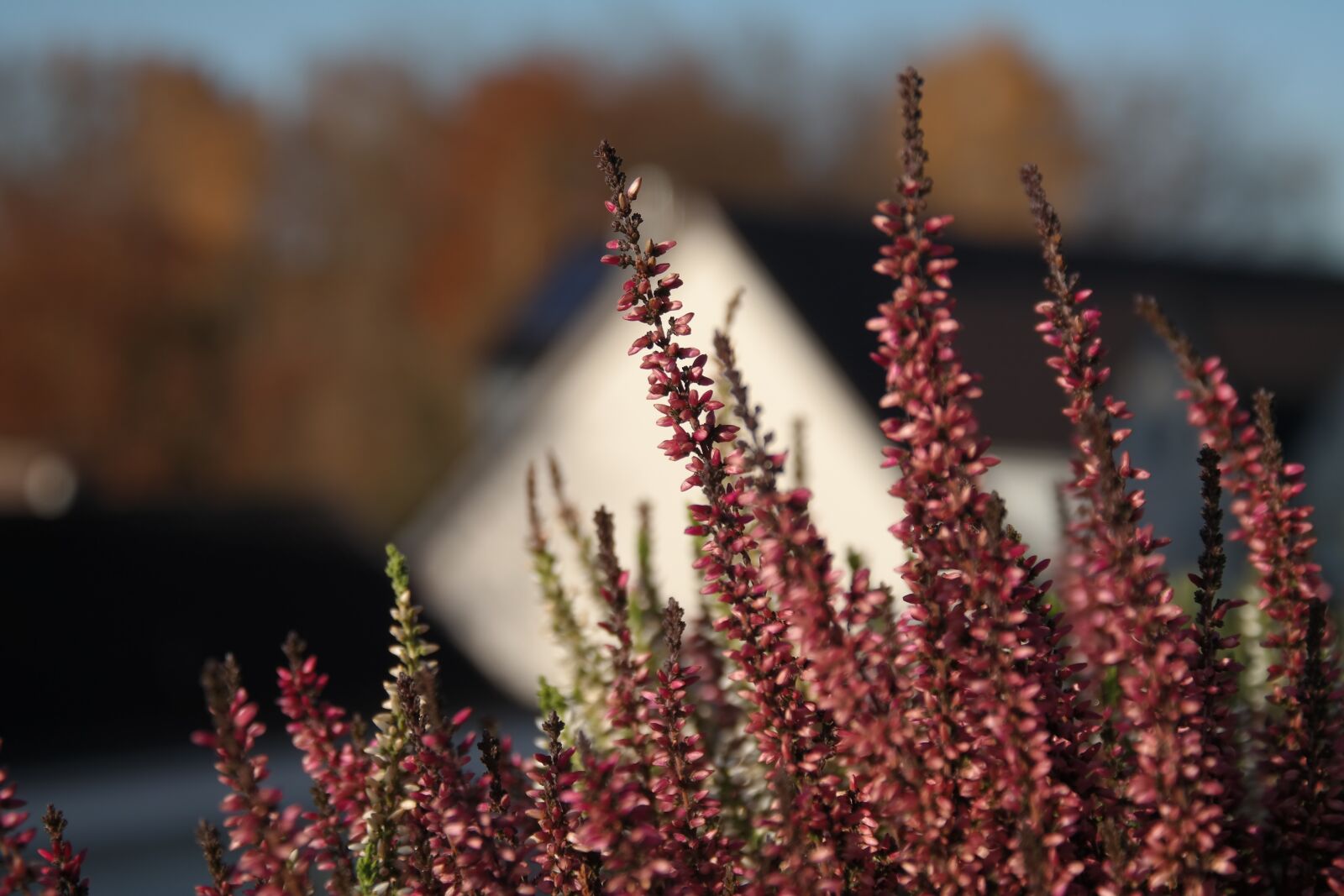 Samsung NX300 sample photo. Heide, flower, pink photography