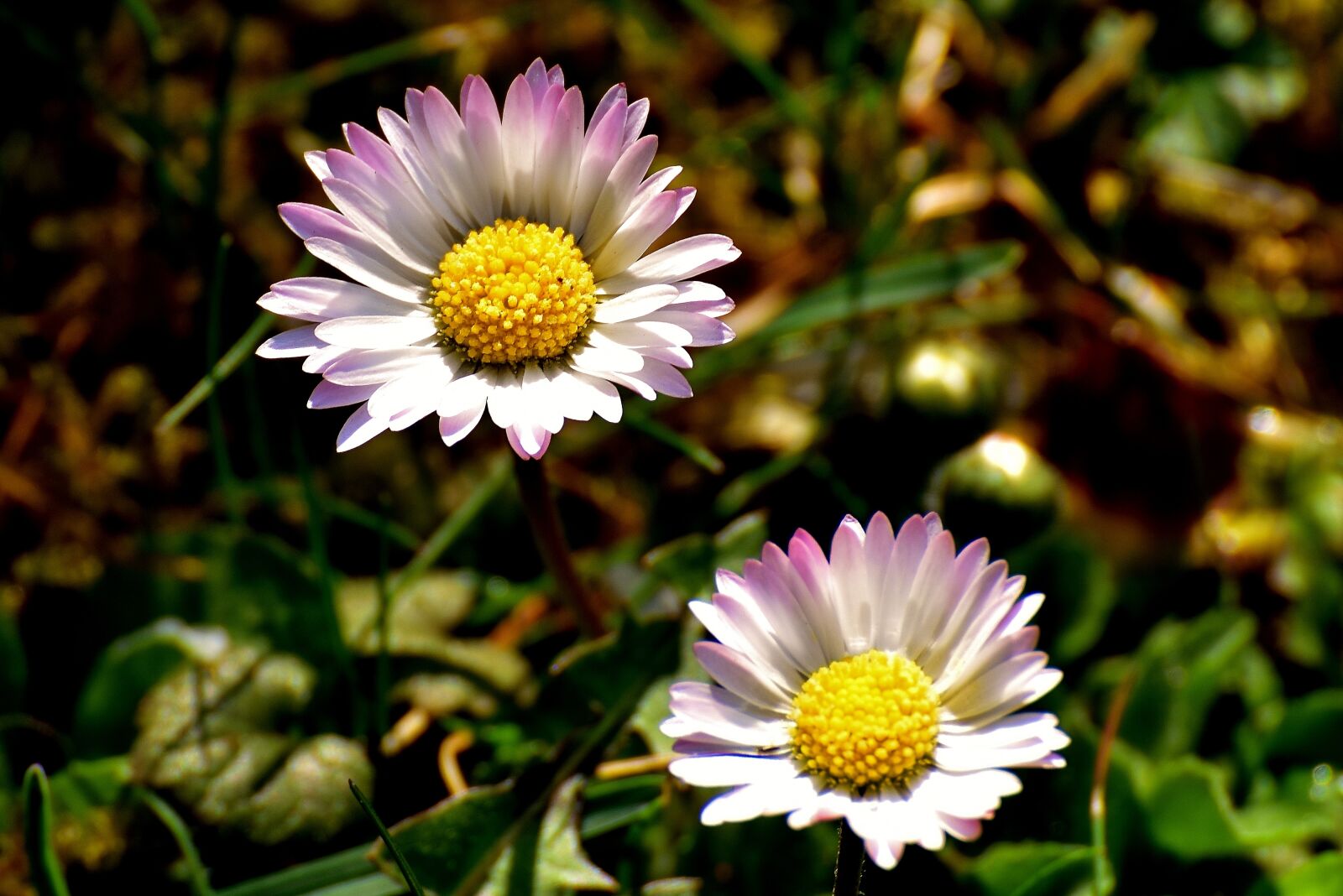 Nikon D7200 sample photo. Daisy, spring, meadow photography