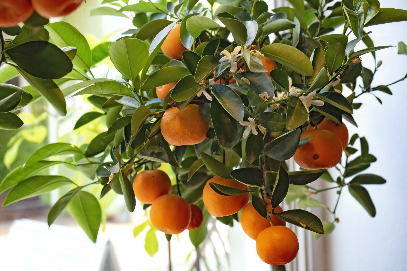 Olympus OM-D E-M5 II + Olympus M.Zuiko Digital ED 12-40mm F2.8 Pro sample photo. Tangerines, citrus, fruit photography