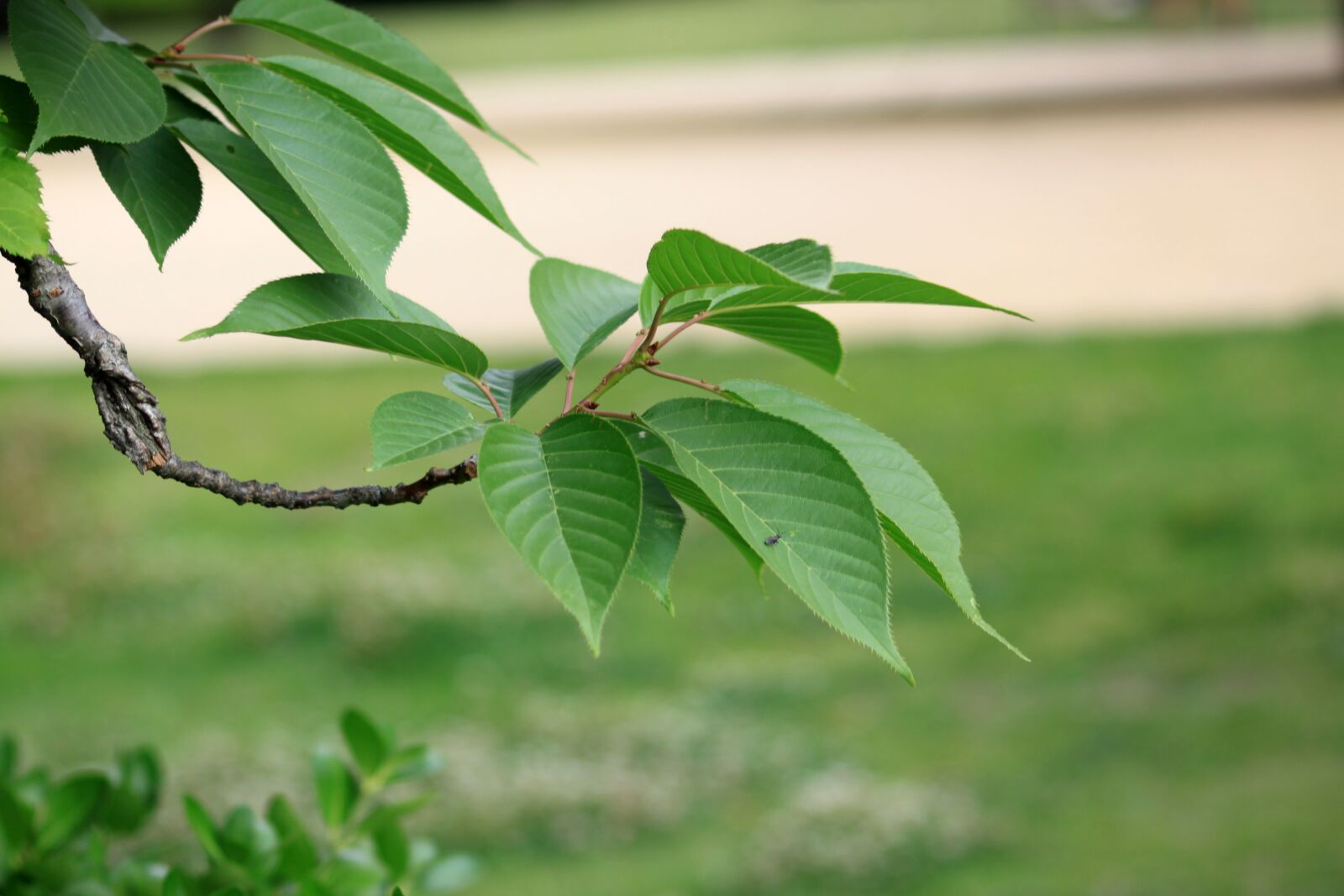 Canon EOS 50D sample photo. The leaves, wood, eggplant photography