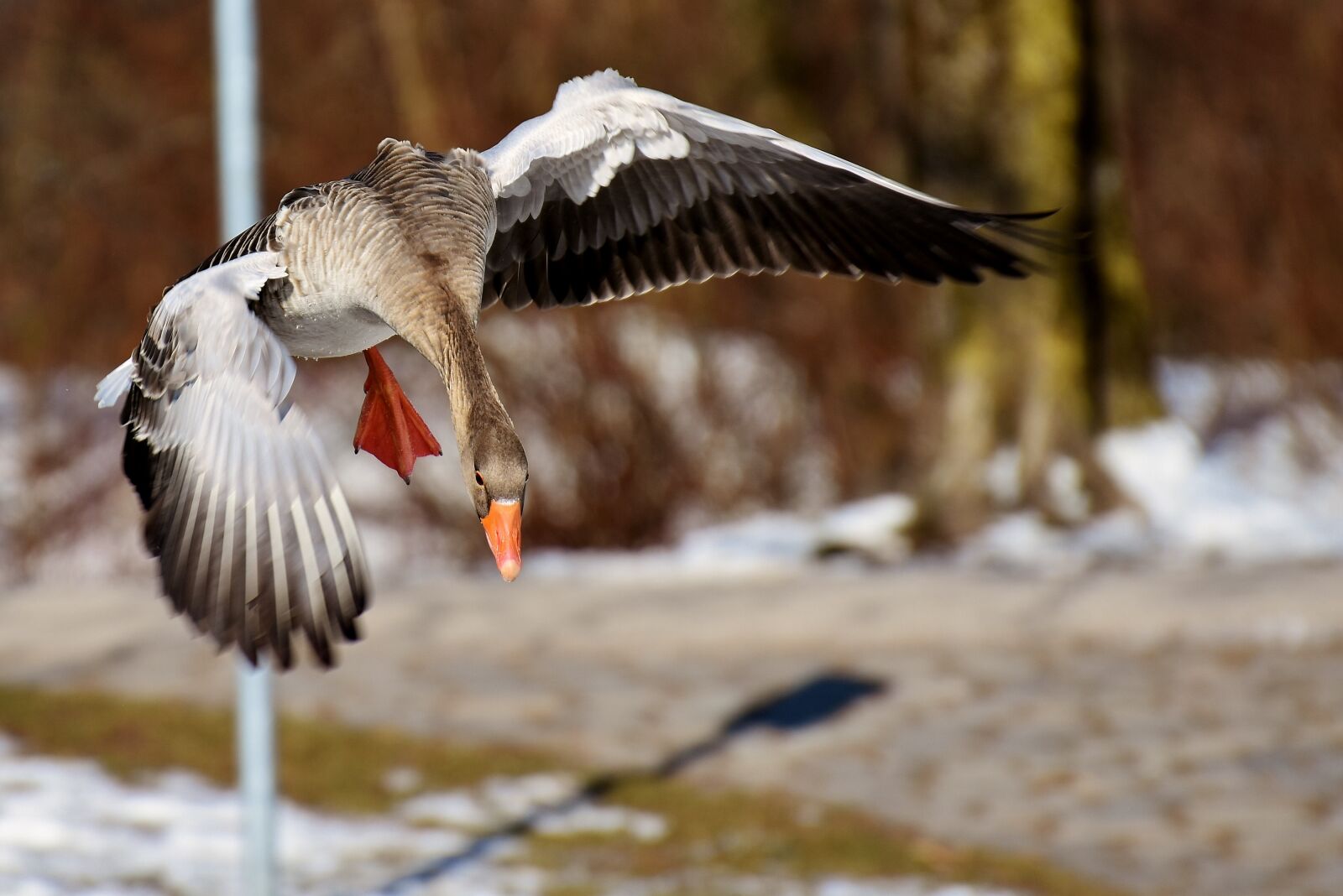 Nikon D7200 sample photo. Goose, flying, flight photography