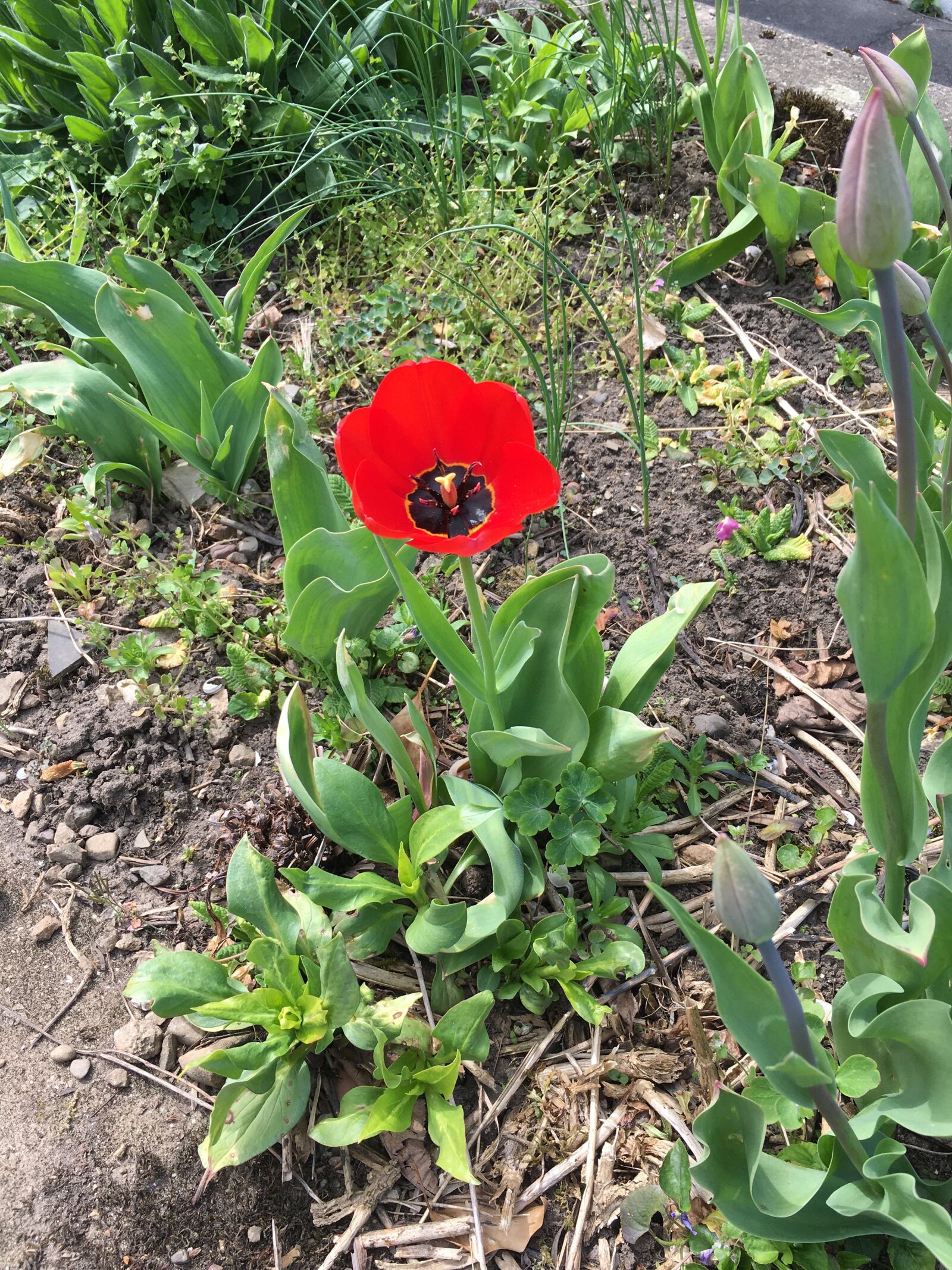 Apple iPhone 6s sample photo. Tulip, flower, garden photography