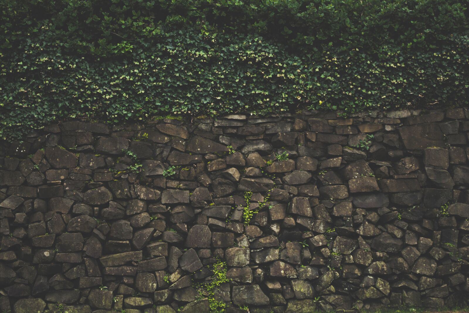 Nikon D5200 sample photo. Invasive grass, fence, structure photography