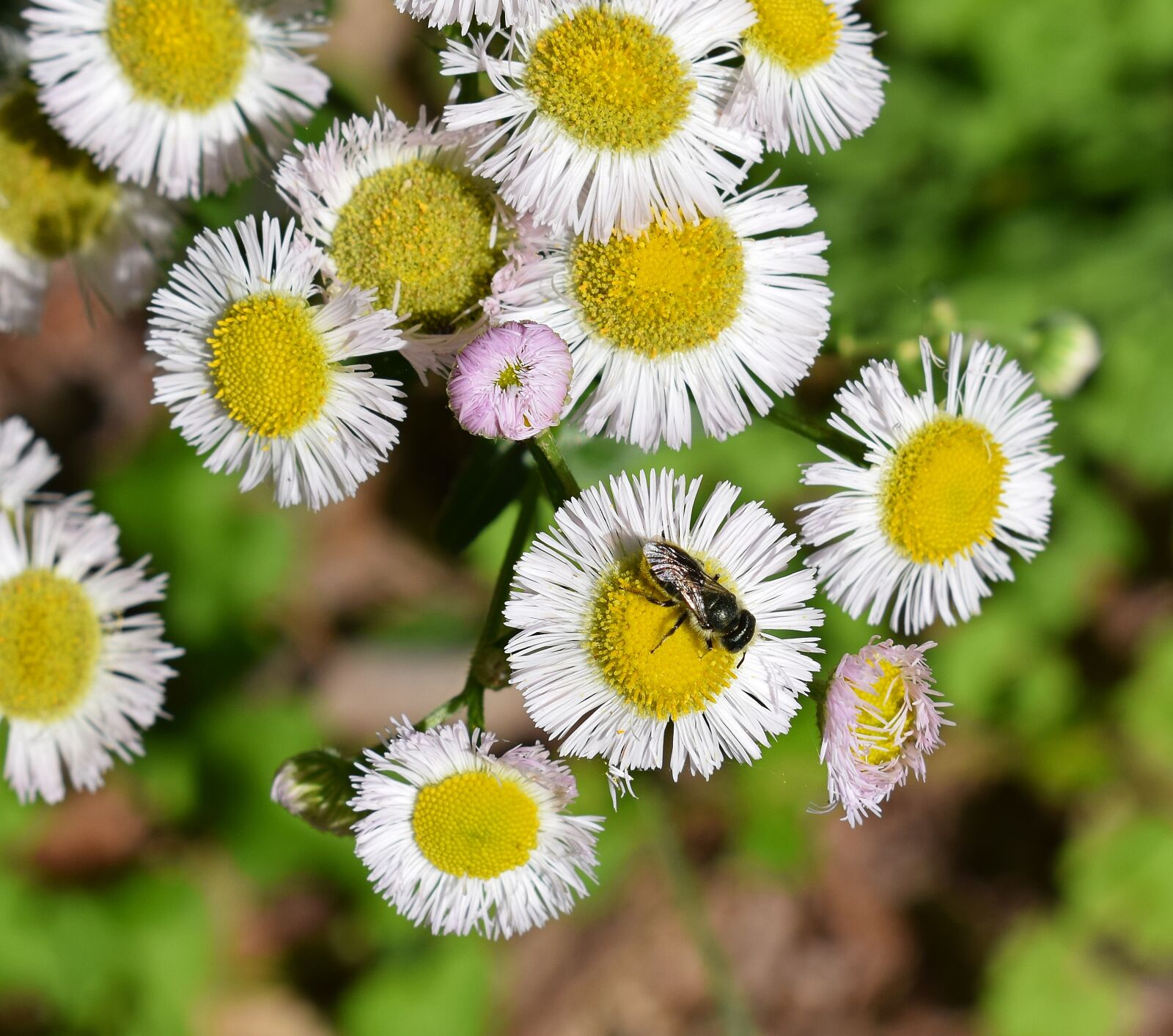 Nikon D3300 sample photo. Fleabane and bee, honey photography