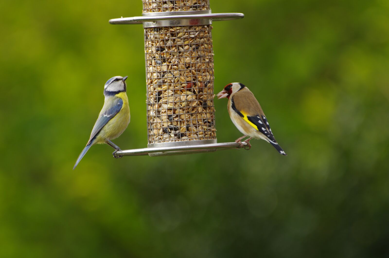 Pentax K-5 sample photo. Blue tit, stieglitz, goldfinch photography