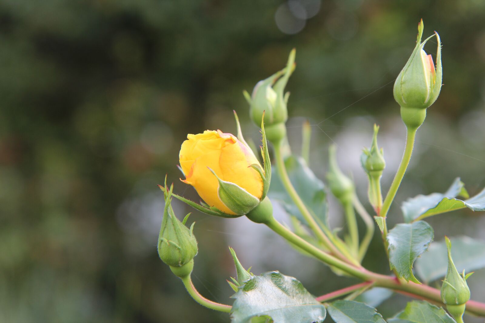 Canon EOS 600D (Rebel EOS T3i / EOS Kiss X5) sample photo. Pink, yellow rose, pink photography