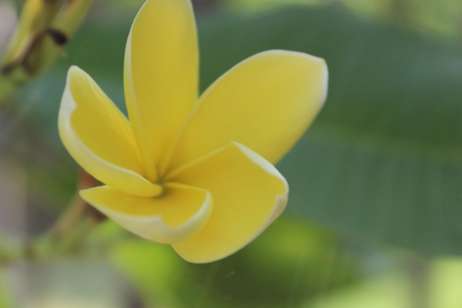Canon EOS 700D (EOS Rebel T5i / EOS Kiss X7i) sample photo
