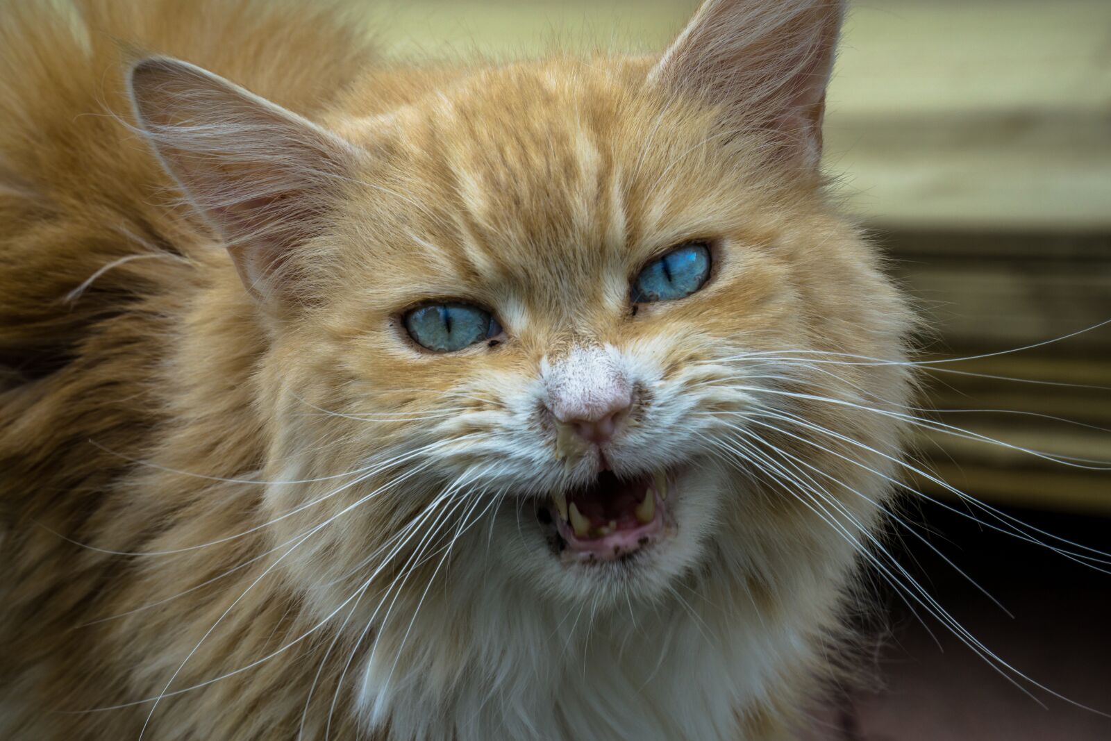 Sony a6000 + Sony E PZ 18-105mm F4 G OSS sample photo. Cat, animal, cute photography